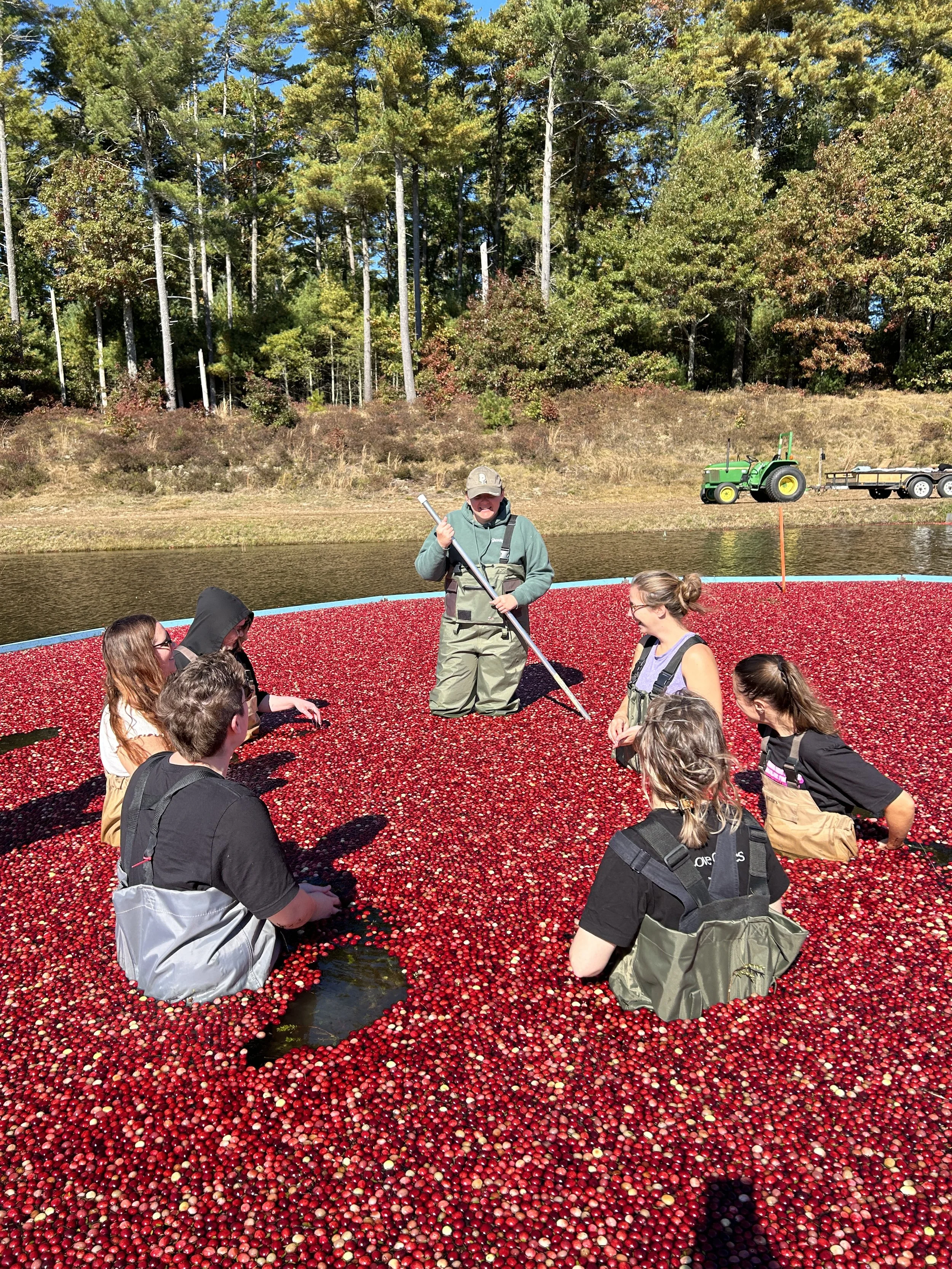 Group of people wading in cranberries in a large flooded cranberry bog with trees in the background. An member of Hartley Family Farm is demonstrating with a tool called a "pusher" while others kneel in the cranberry bog.