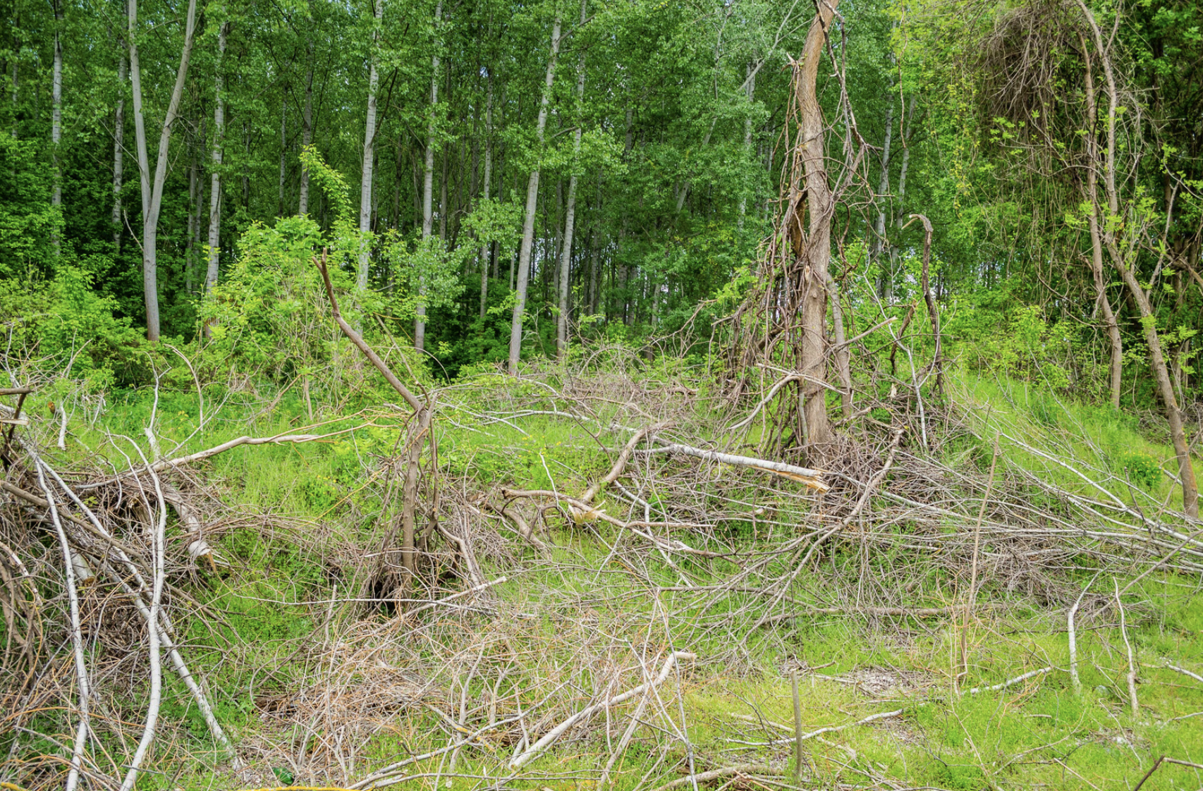 A forest scene with many green trees, some fallen branches, and a mixture of tall trees and lush grass.