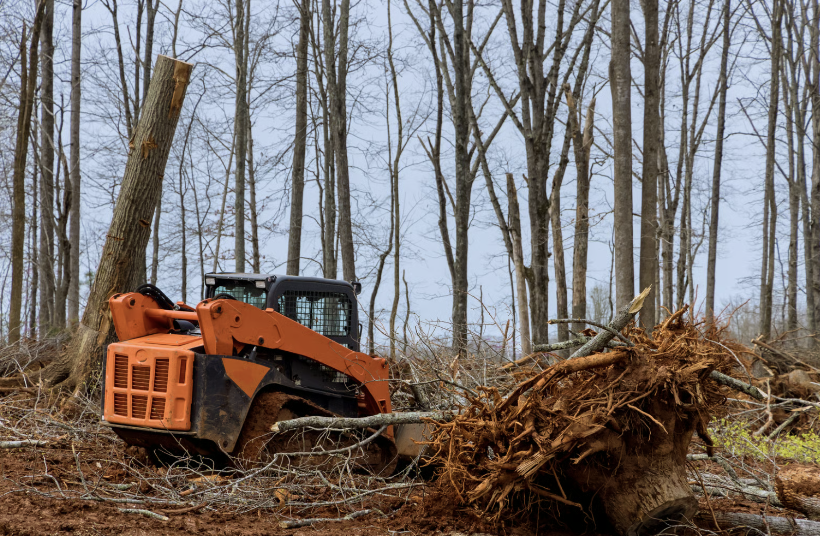A tree removal machine working in a wooded area, uprooting and clearing fallen and cut trees.