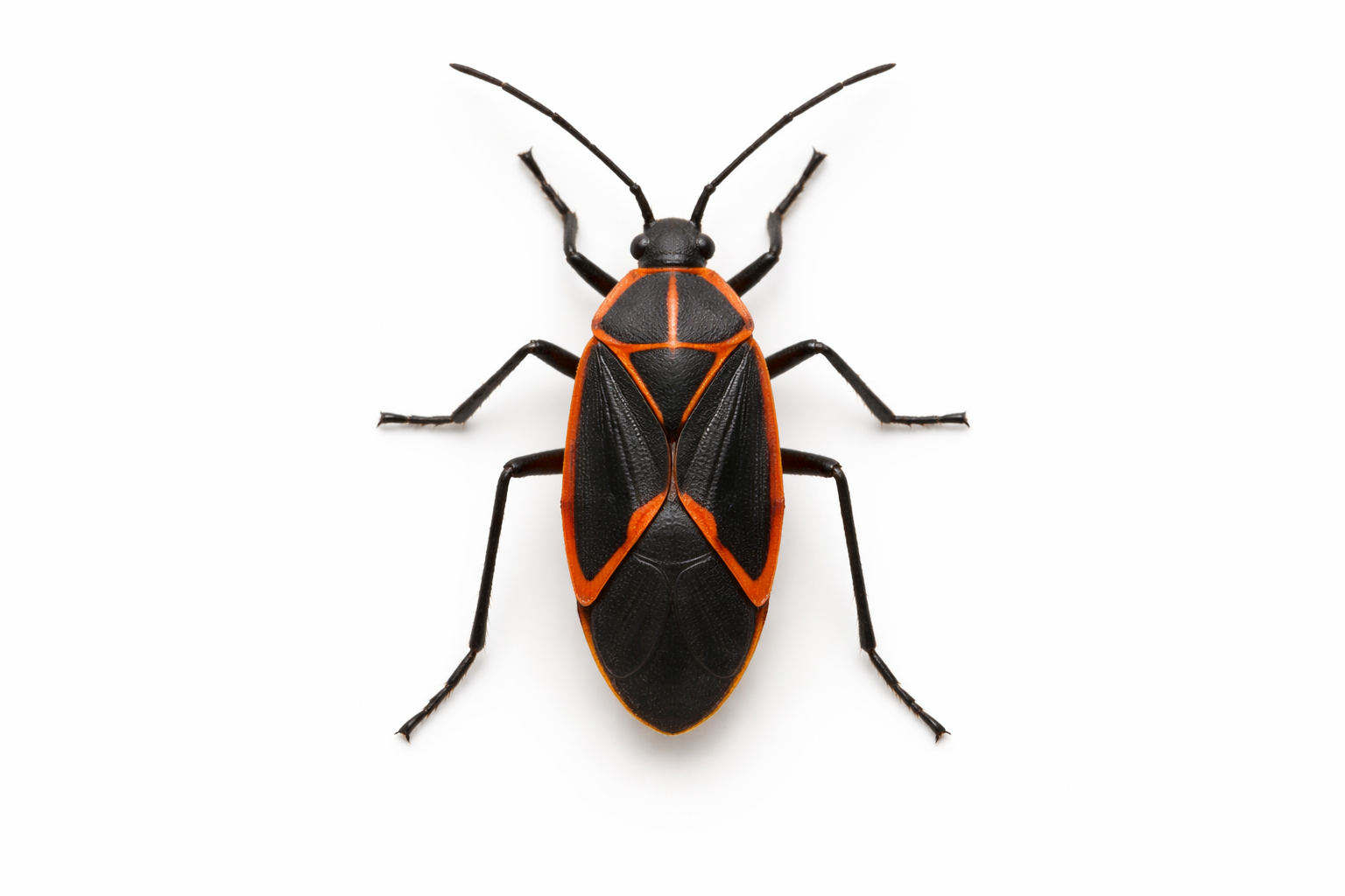 A black and orange insect with six legs, long antennae, and distinctive markings on its wings and body, isolated on a white background.