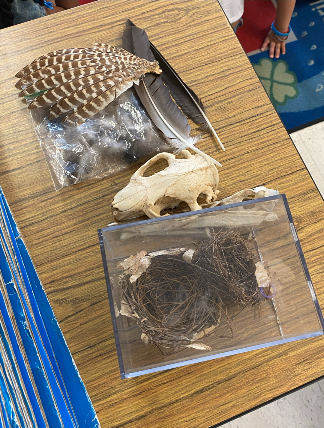 ornithologist visit specimens