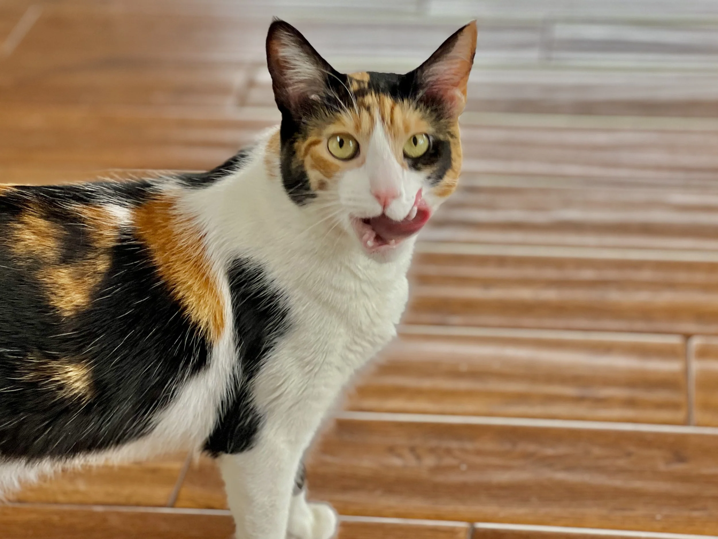 Calico cat with white, black, and orange fur, yellow eyes, and pink nose, licking its lips, standing on a wooden floor with a wood-paneled wall in the background.