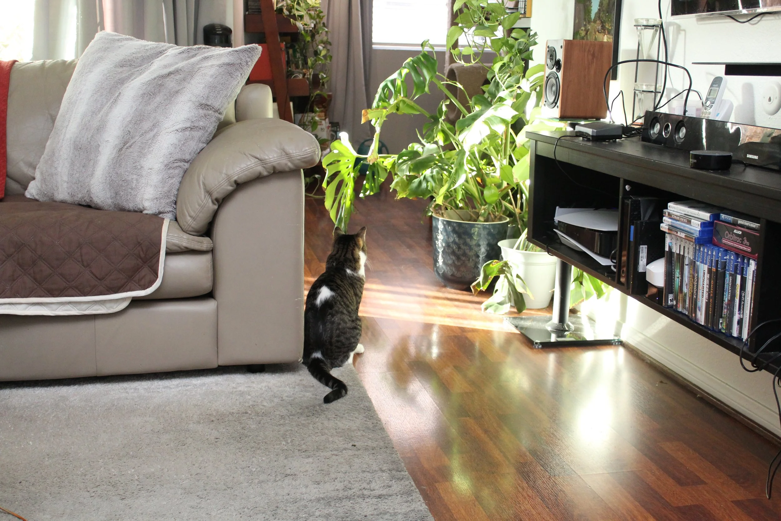 A domestic living room with a beige leather couch, a gray blanket, a gray fluffy pillow, a large green potted plant near sunlight, a black entertainment console with books and electronic devices, and a curious cat with black and white fur approaching