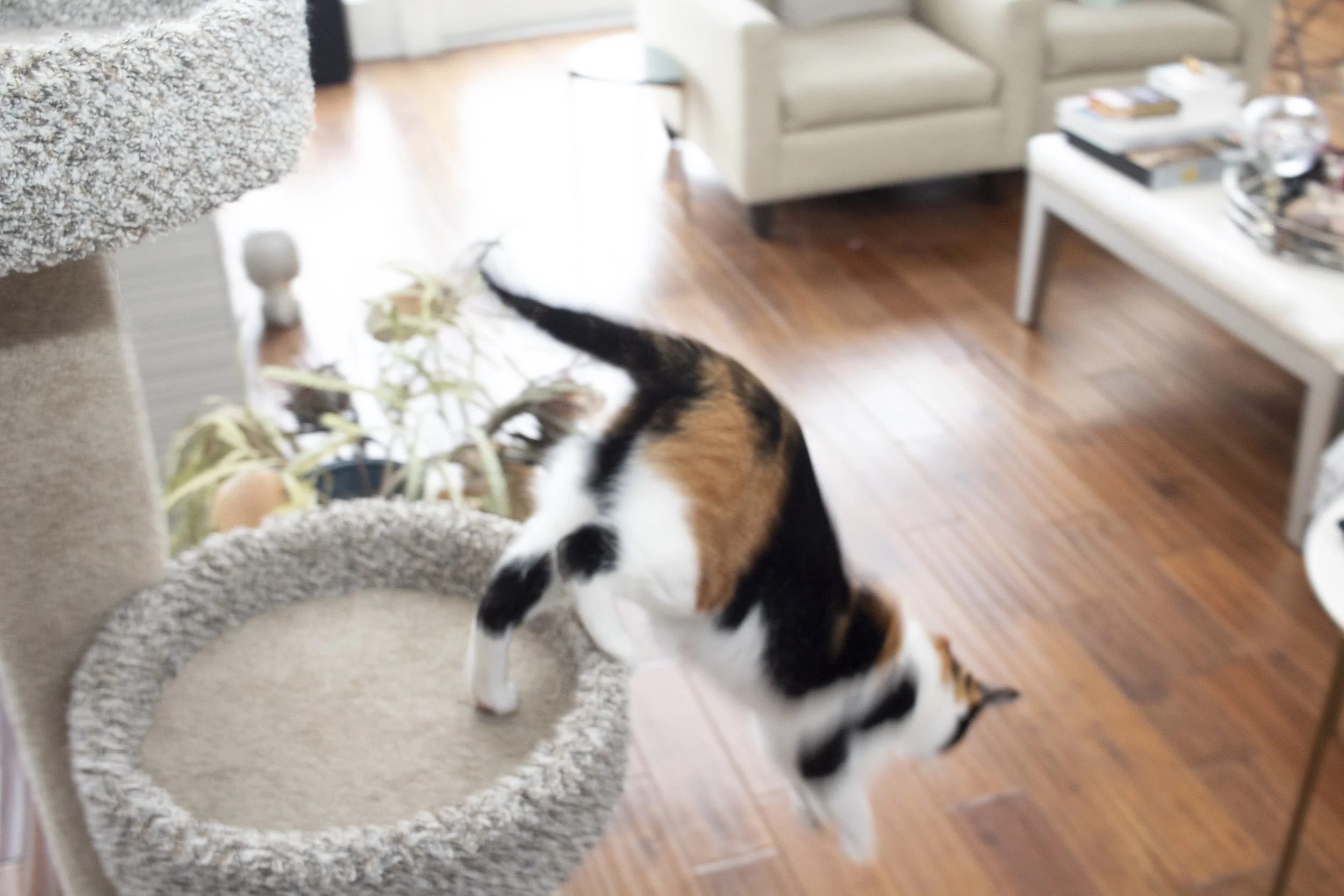 A calico cat jumping onto a beige carpeted cat tree in a living room with hardwood floors, a cream-colored sofa, and a white coffee table with books and decorative items.