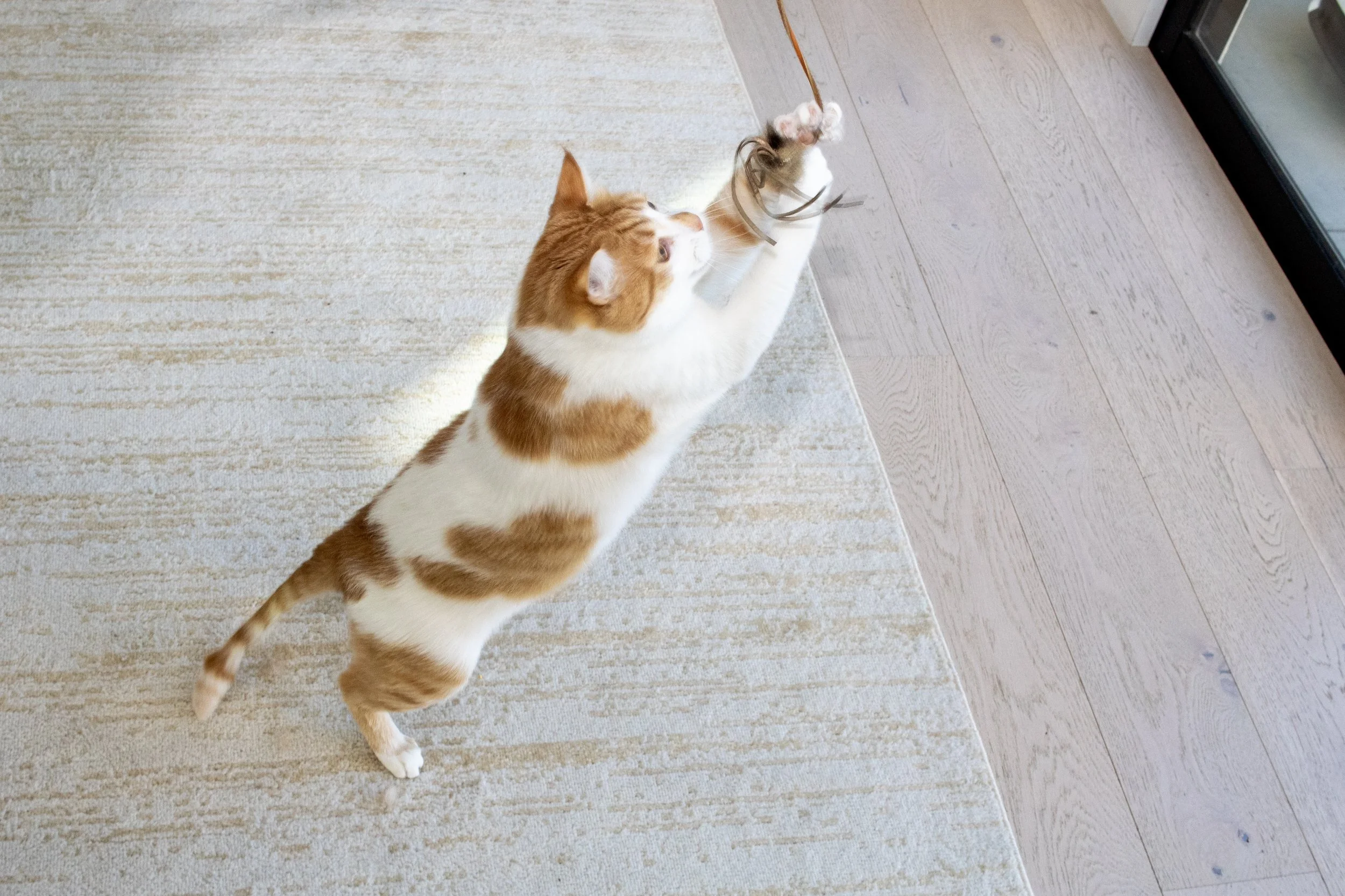 Top-down view of an orange and white cat reaching with its front paws to grab a stick toy attached to an orange string near a glass door.