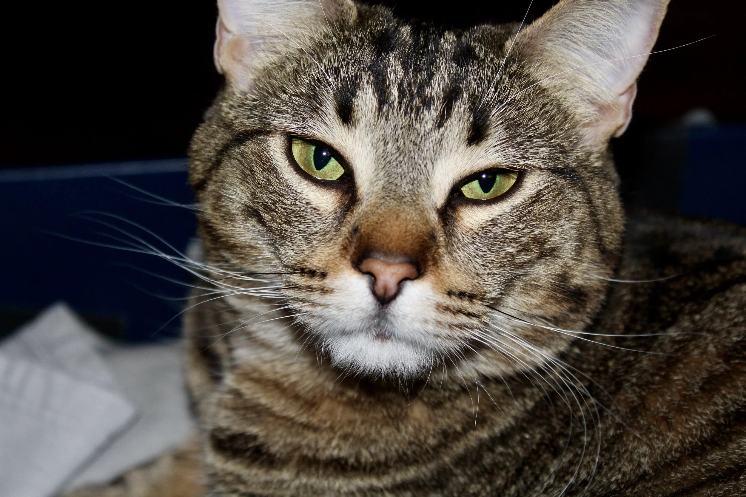 Close-up of a tabby cat with green eyes, looking directly at the camera.