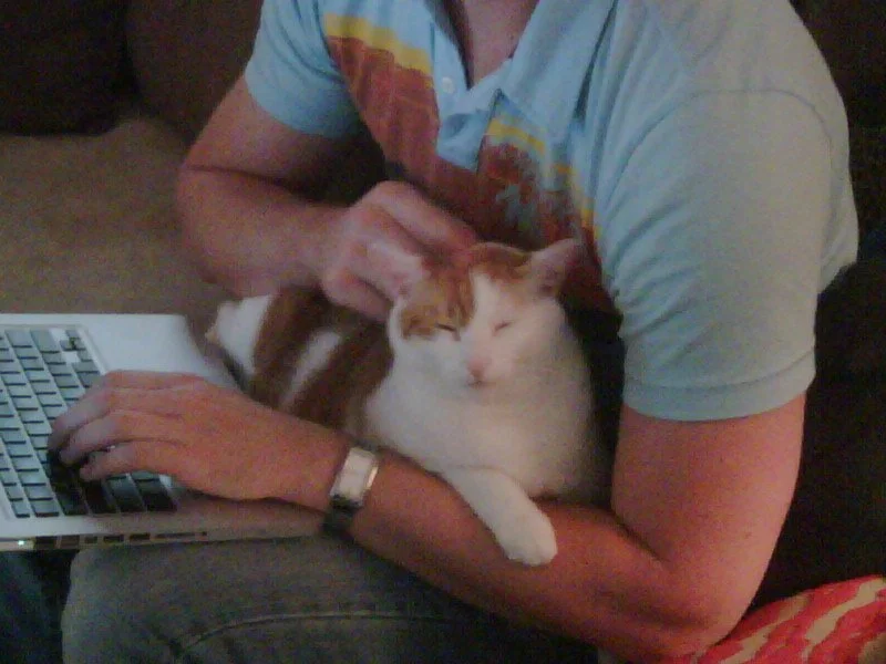Person petting a white and orange cat resting on their lap while using a laptop.