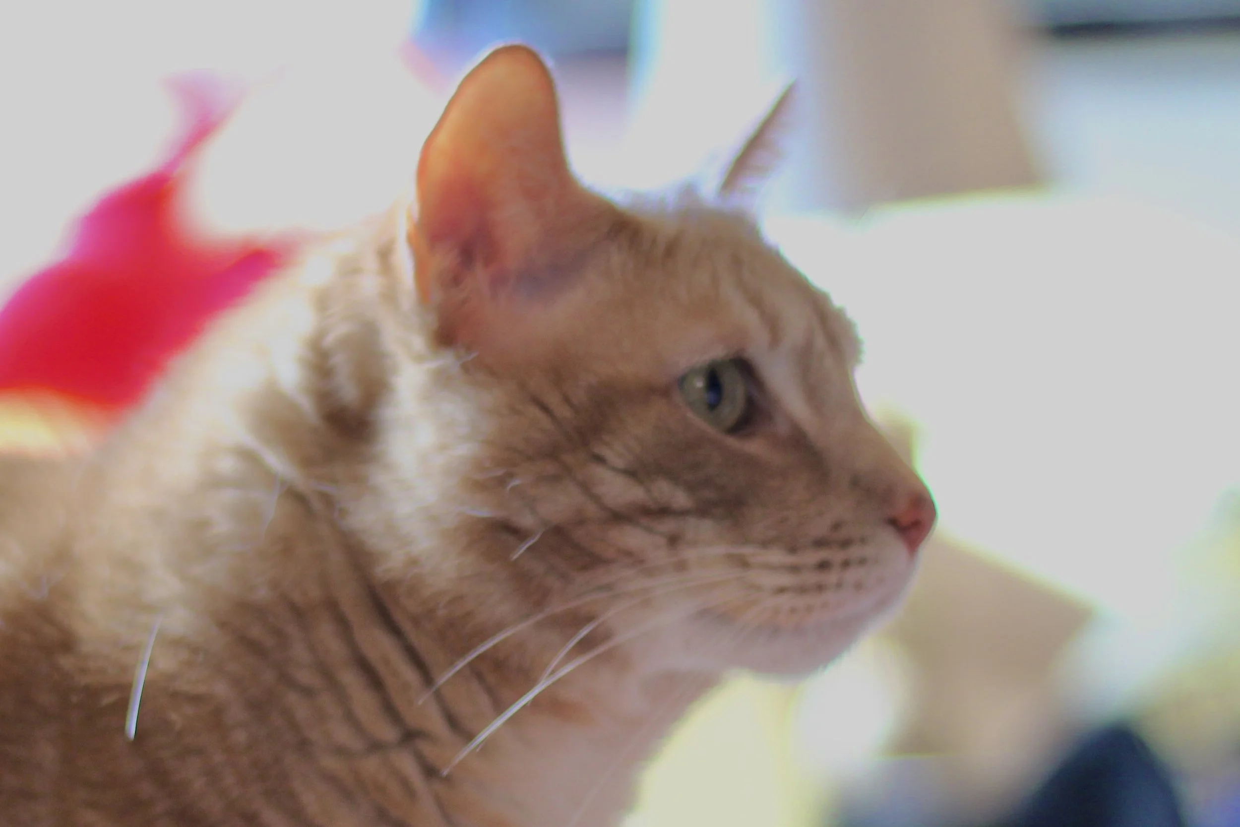 Close-up of a ginger tabby cat with green eyes, looking to the right, with blurred background and soft lighting.