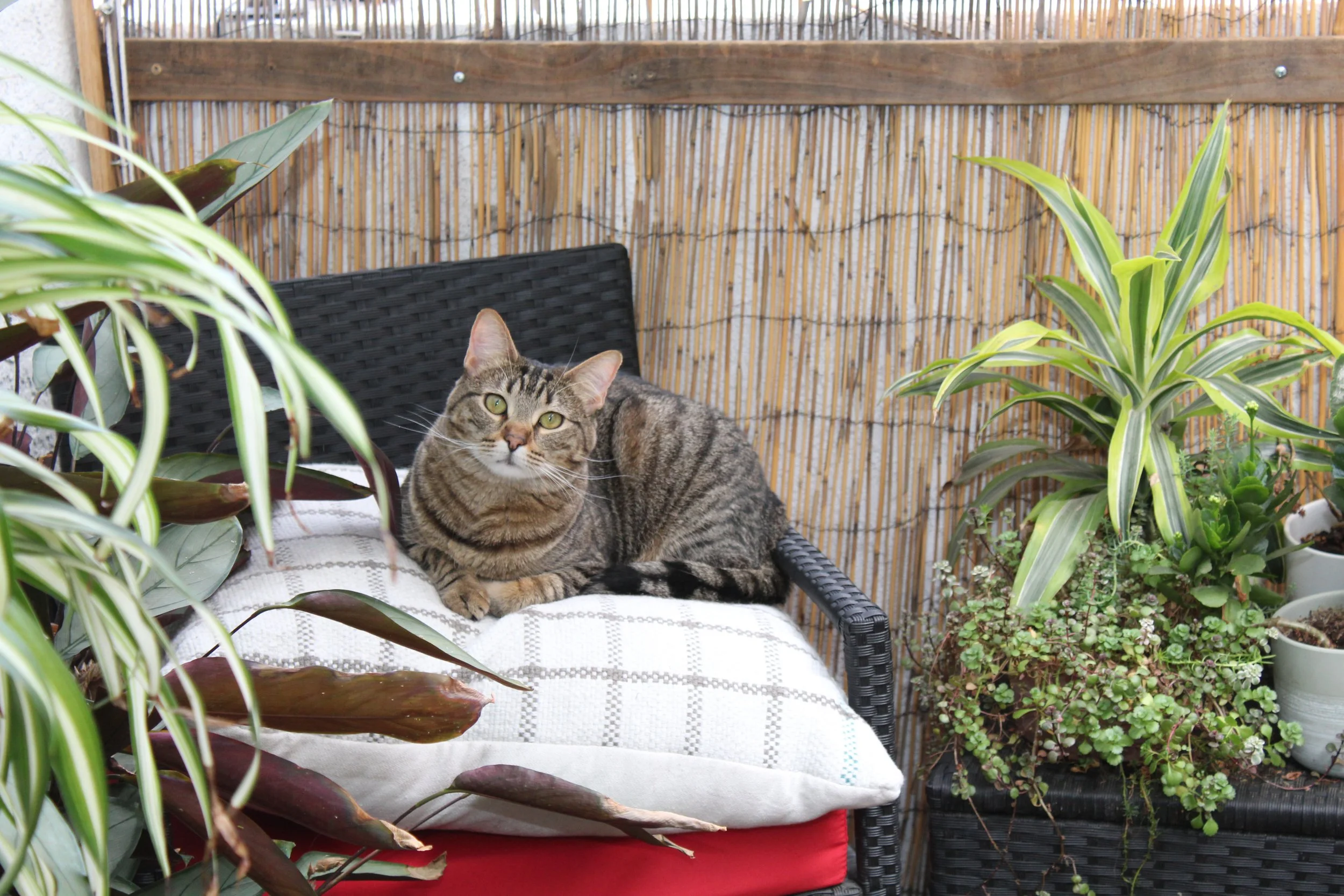 A tabby cat lying on a cushioned outdoor chair surrounded by potted plants on a patio with a wooden fence and bamboo privacy screen.