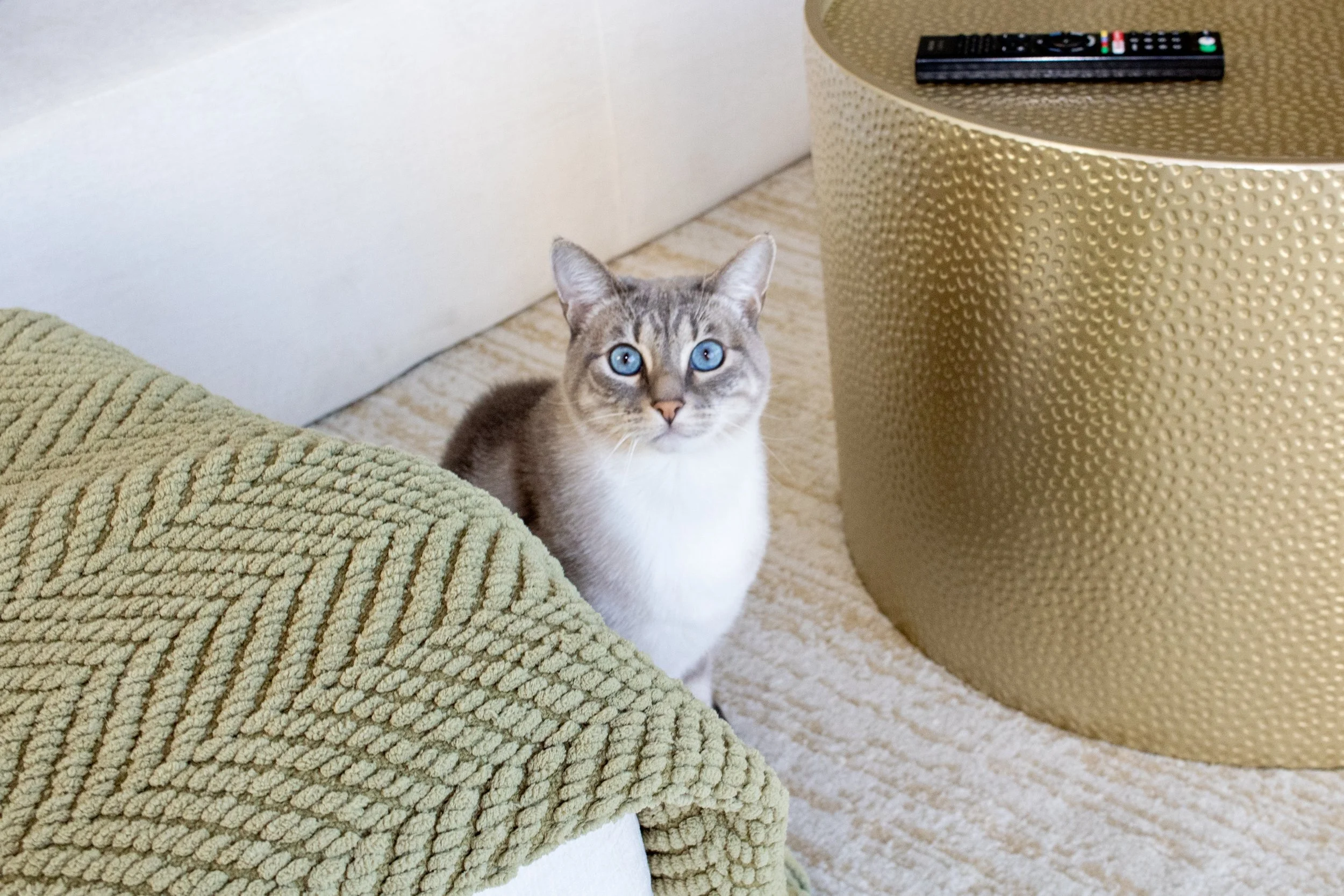 A gray and white cat with blue eyes sitting on a beige carpet near a textured gold side table and green textured blanket.