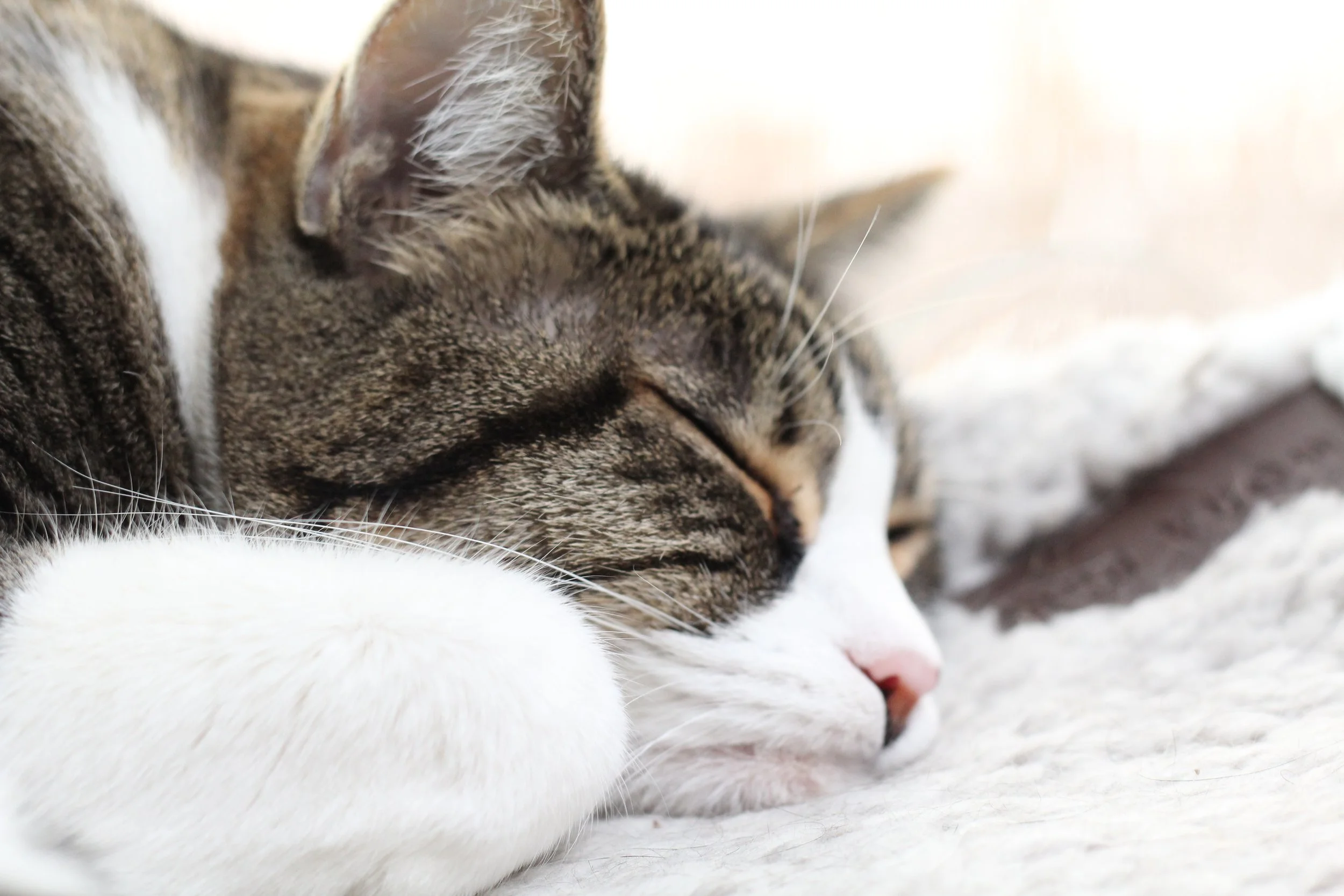 Close-up of a sleeping tabby cat with white paws and a pink nose, resting on a soft surface.