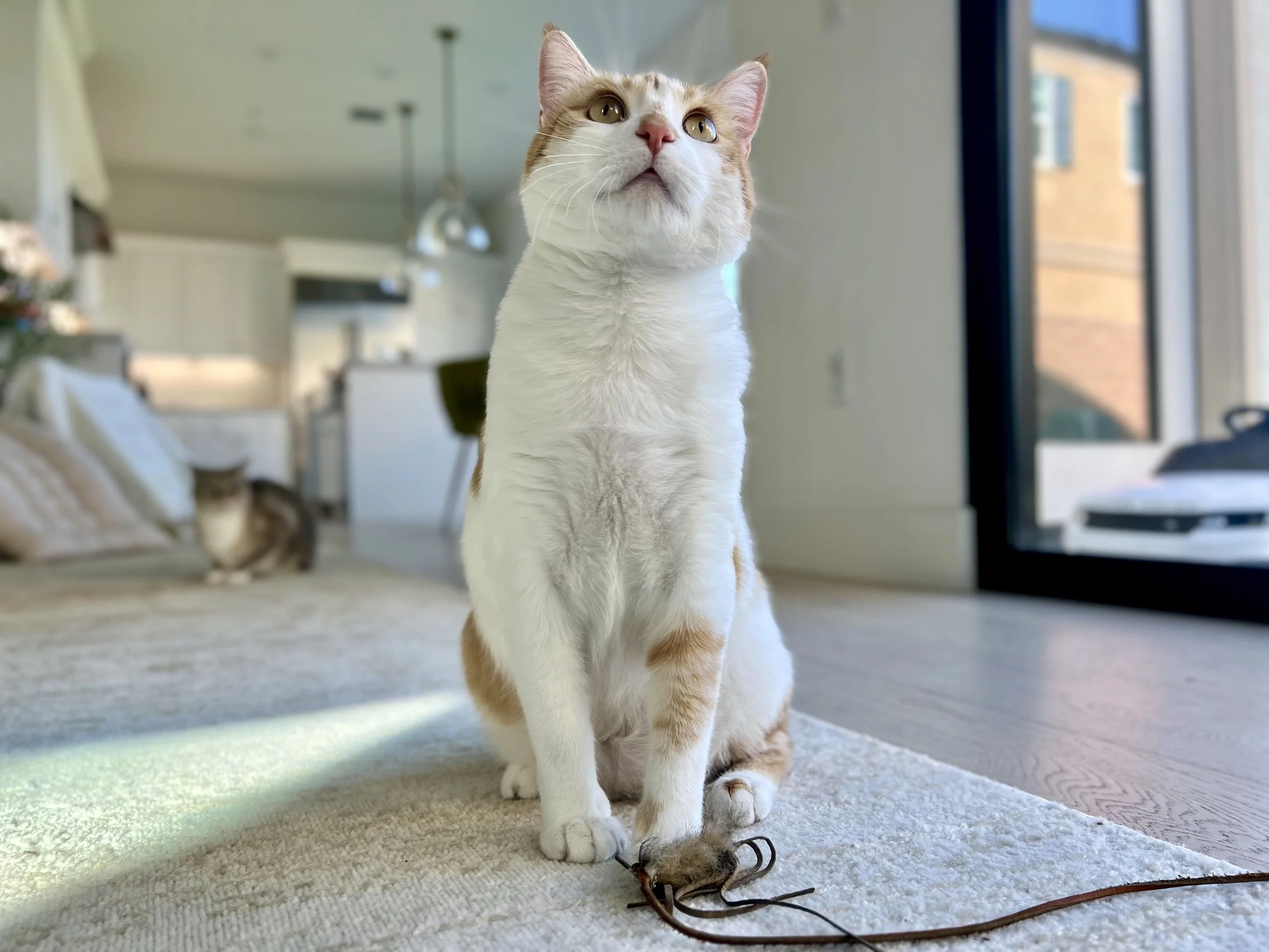 White and orange tabby cat sitting on a beige rug indoors, looking upward, with a small mouse toy at its paws, and a second cat in the background near pillows