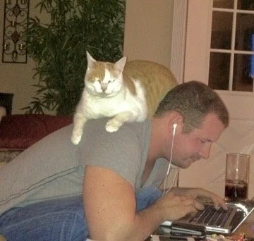 A man with gray hair using a laptop at a table, with a cat resting on his back. The man is wearing gray and blue, and there is a drink with ice nearby.