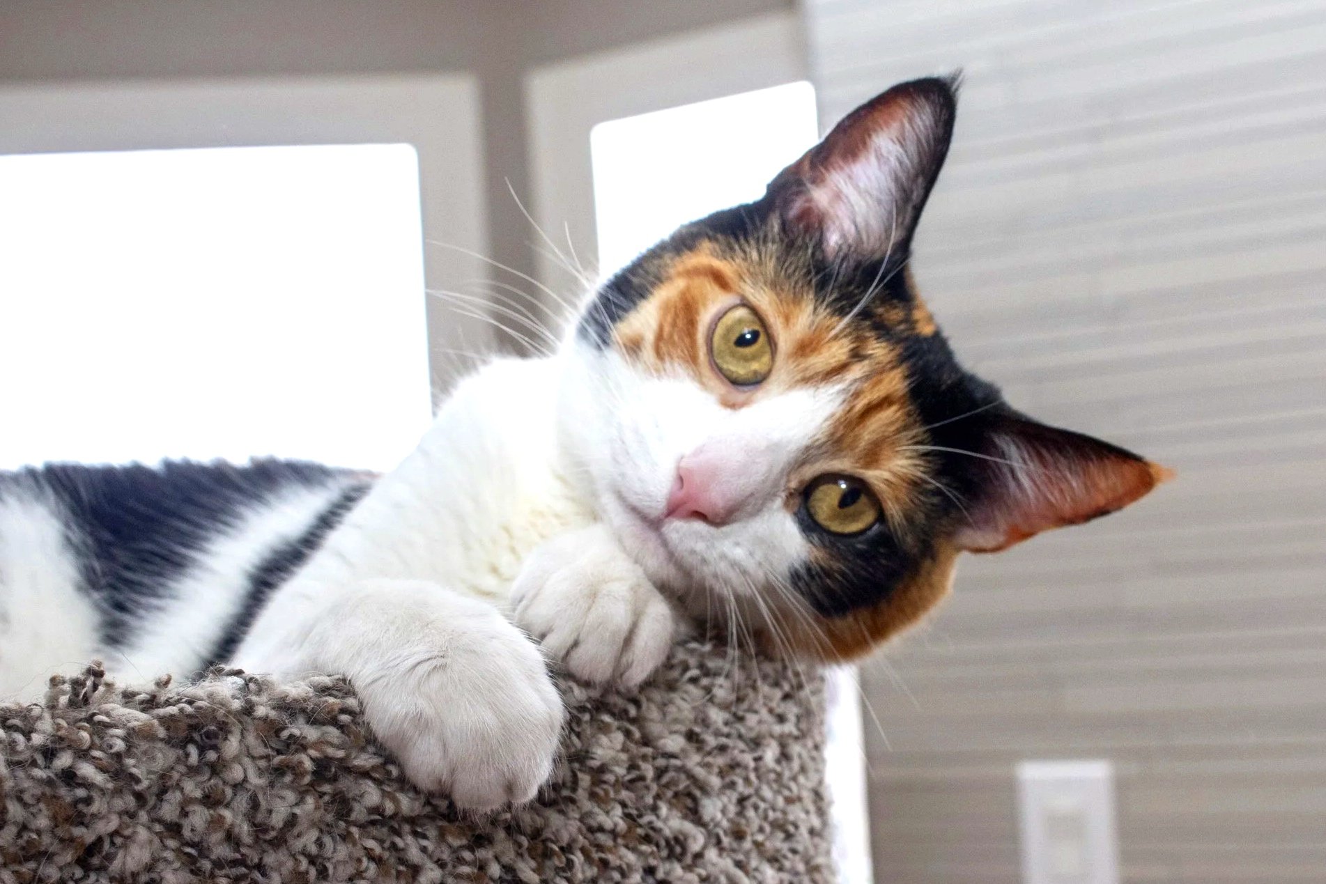 Close-up of a calico cat lying on a carpeted surface, looking at the camera with yellow-green eyes.