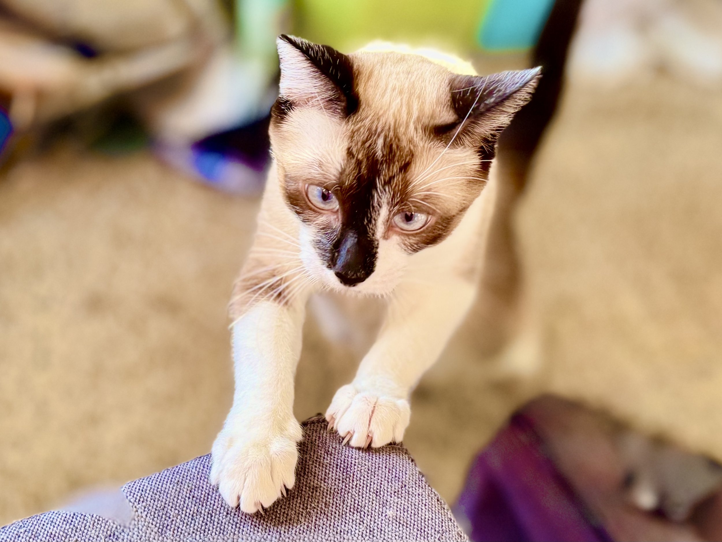 A Siamese cat with blue eyes and a dark mask, nose, and ears is stretching on a person's leg, with its front paws on their knee.