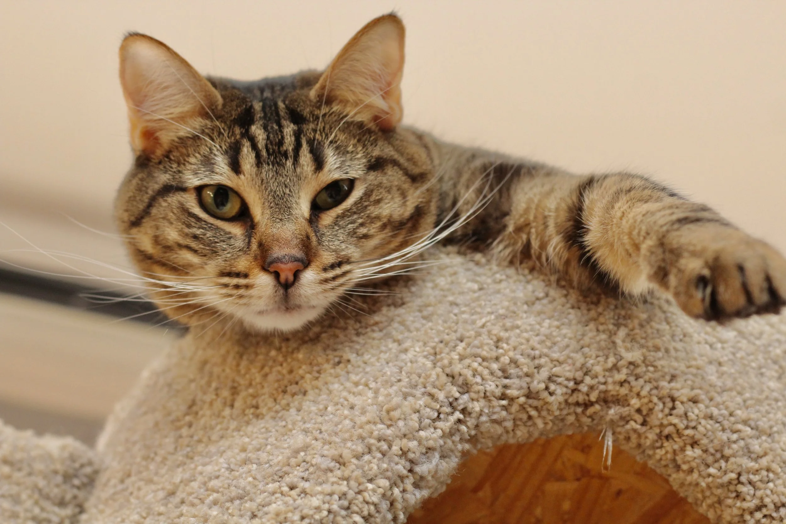A tabby cat with green eyes lying on a beige carpeted cat tree, reaching out with one paw while looking at the camera.
