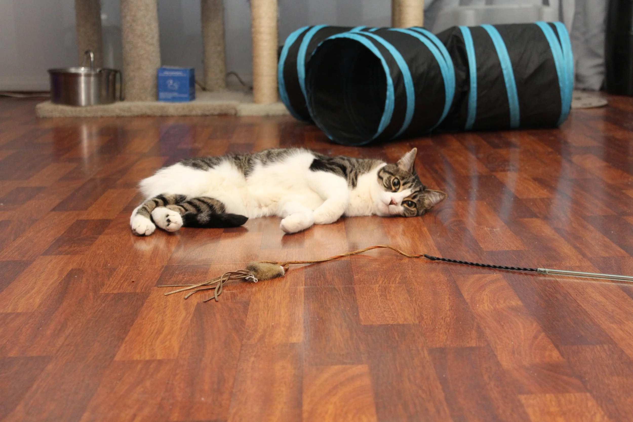 A tabby cat lying on a wooden floor next to a toy mouse with a long, twisted tail. In the background, there is a blue and black fabric tunnel, a metal water bowl, and scratching posts.