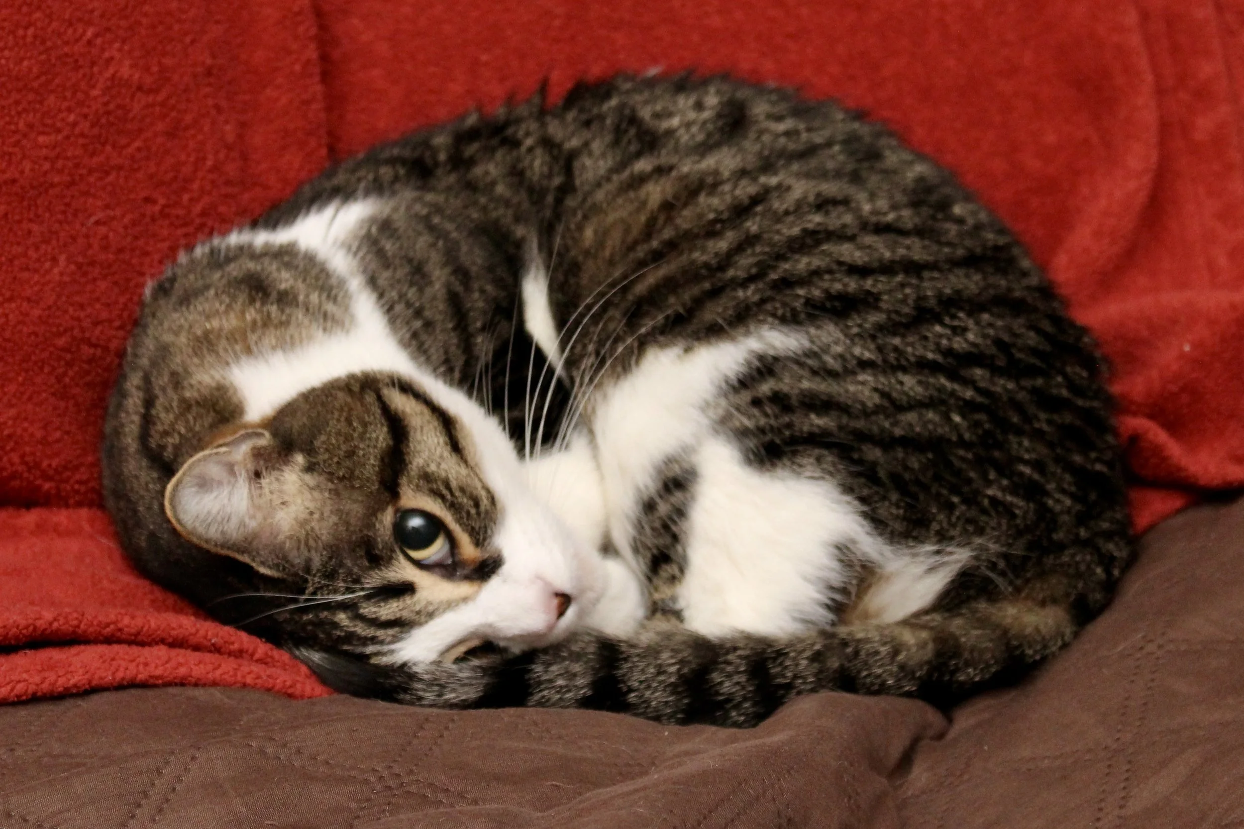 A tabby cat with white paws and face, lying curled on a red blanket on a brown cushion.