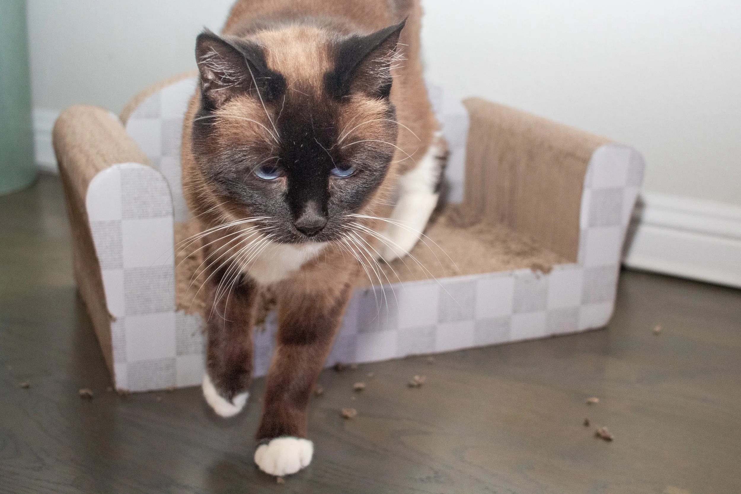 A Siamese cat with blue eyes inside a small, cardboard cat bed on a wooden floor.