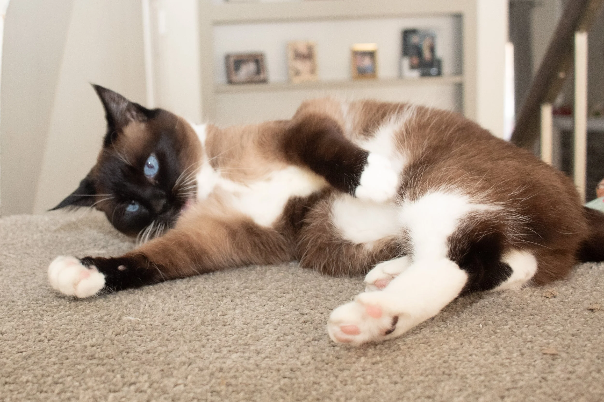 Two cats lying together on a beige carpet in a cozy living room.
