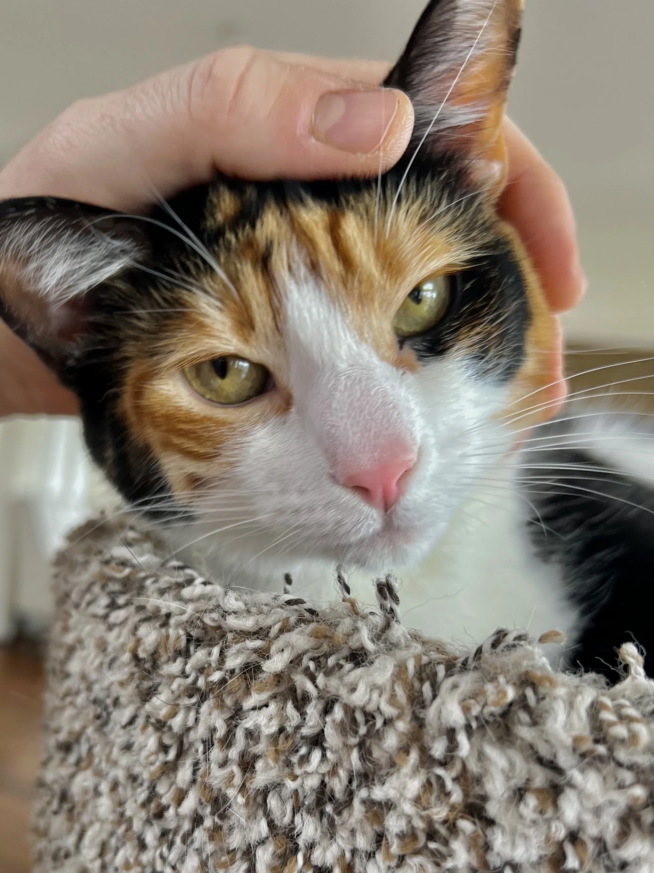 Close-up of a calico cat with yellow-green eyes, pink nose, and a multicolored coat, being petted on the head by a person