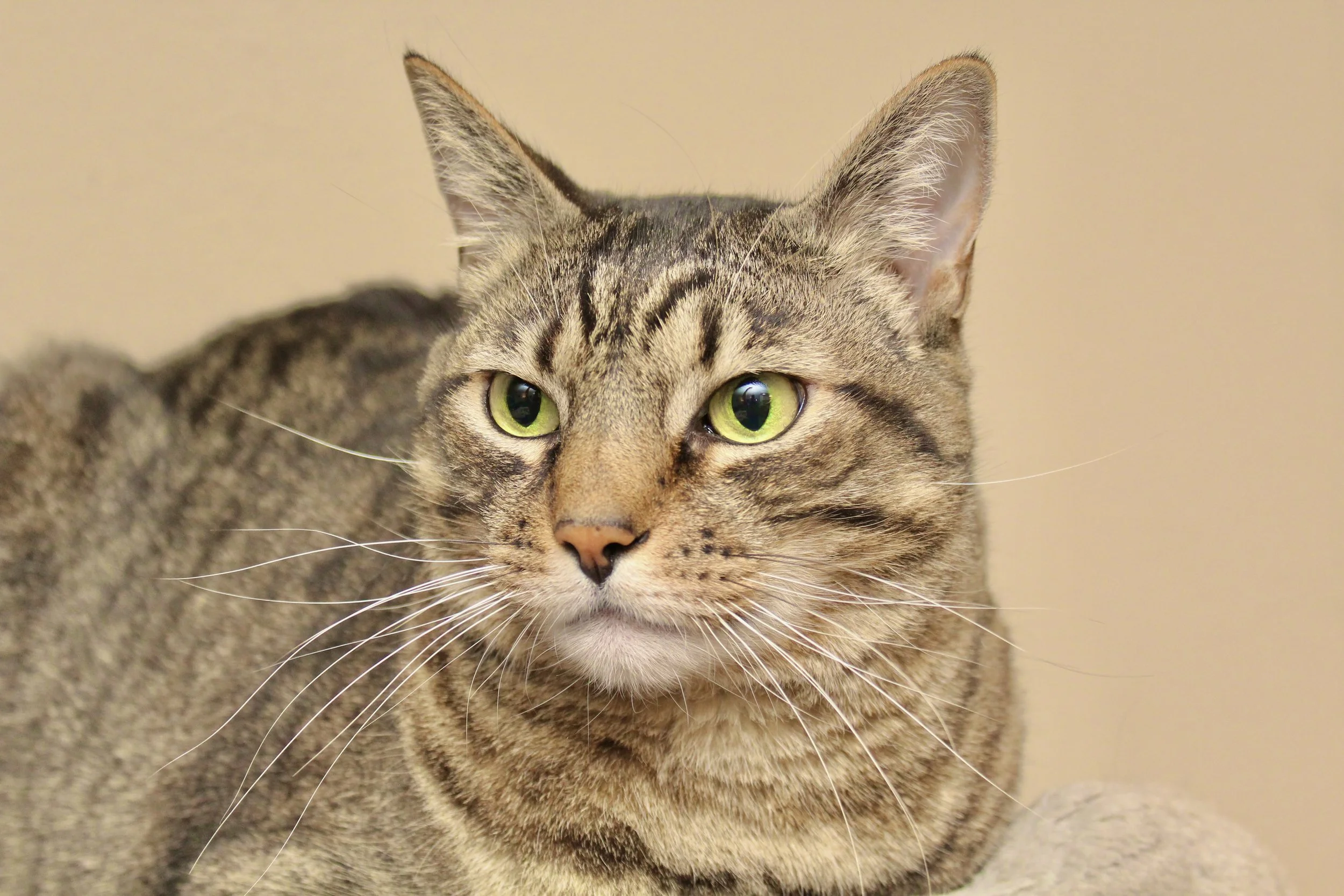 Close-up of a tabby cat with green eyes and pink nose looking to the side.