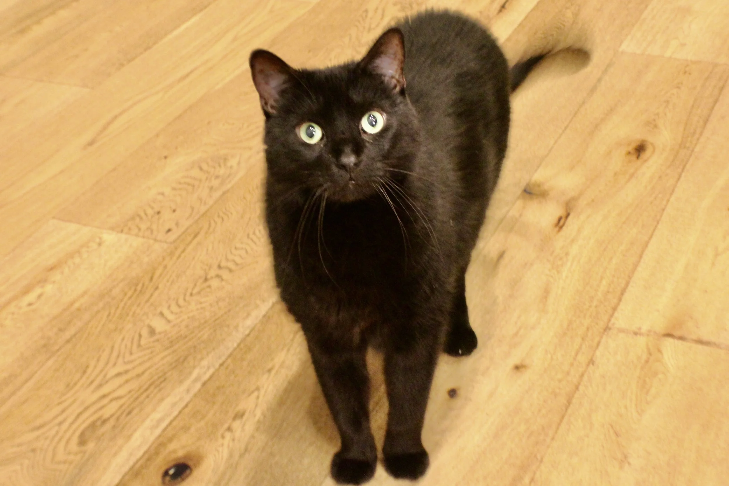Black cat with green eyes sitting on a wooden floor, looking up at the camera.