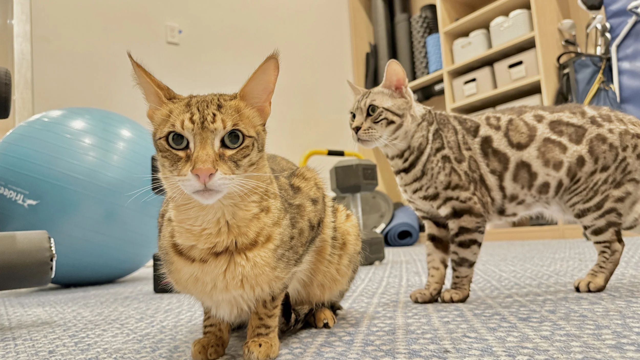 Two pet cats in a room with exercise equipment and storage shelves, one sitting close to the camera and the other standing behind, both looking alert.