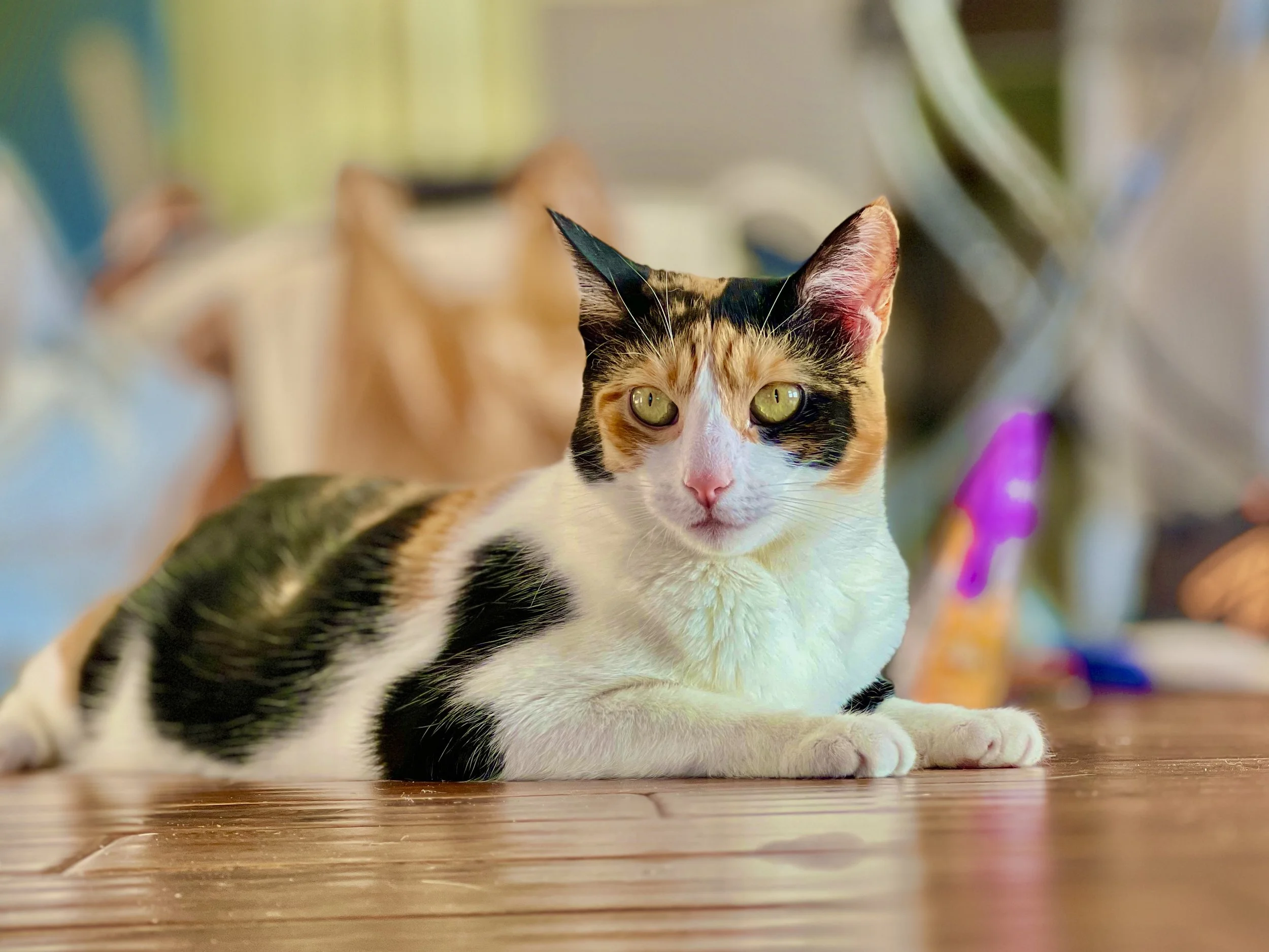 A calico cat with green eyes lying on a wooden floor, with a blurred orange cat in the background.