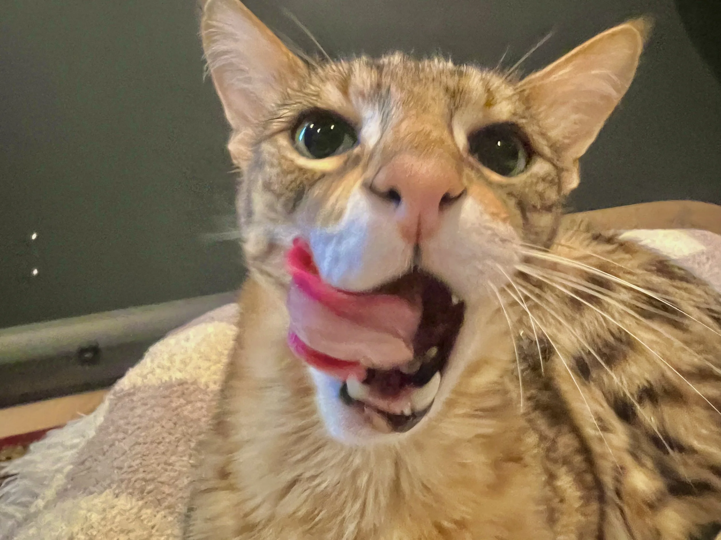 Close-up of a tabby cat with green eyes sticking out its tongue and showing its teeth, lying on a soft blanket.