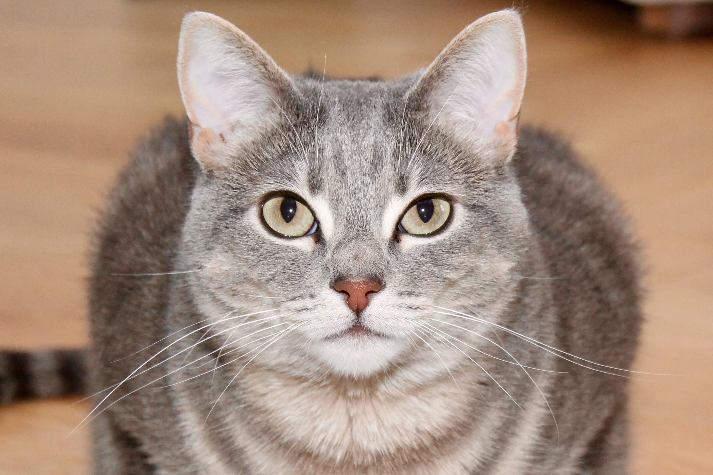 A close-up of a gray tabby cat with yellow eyes looking directly into the camera.