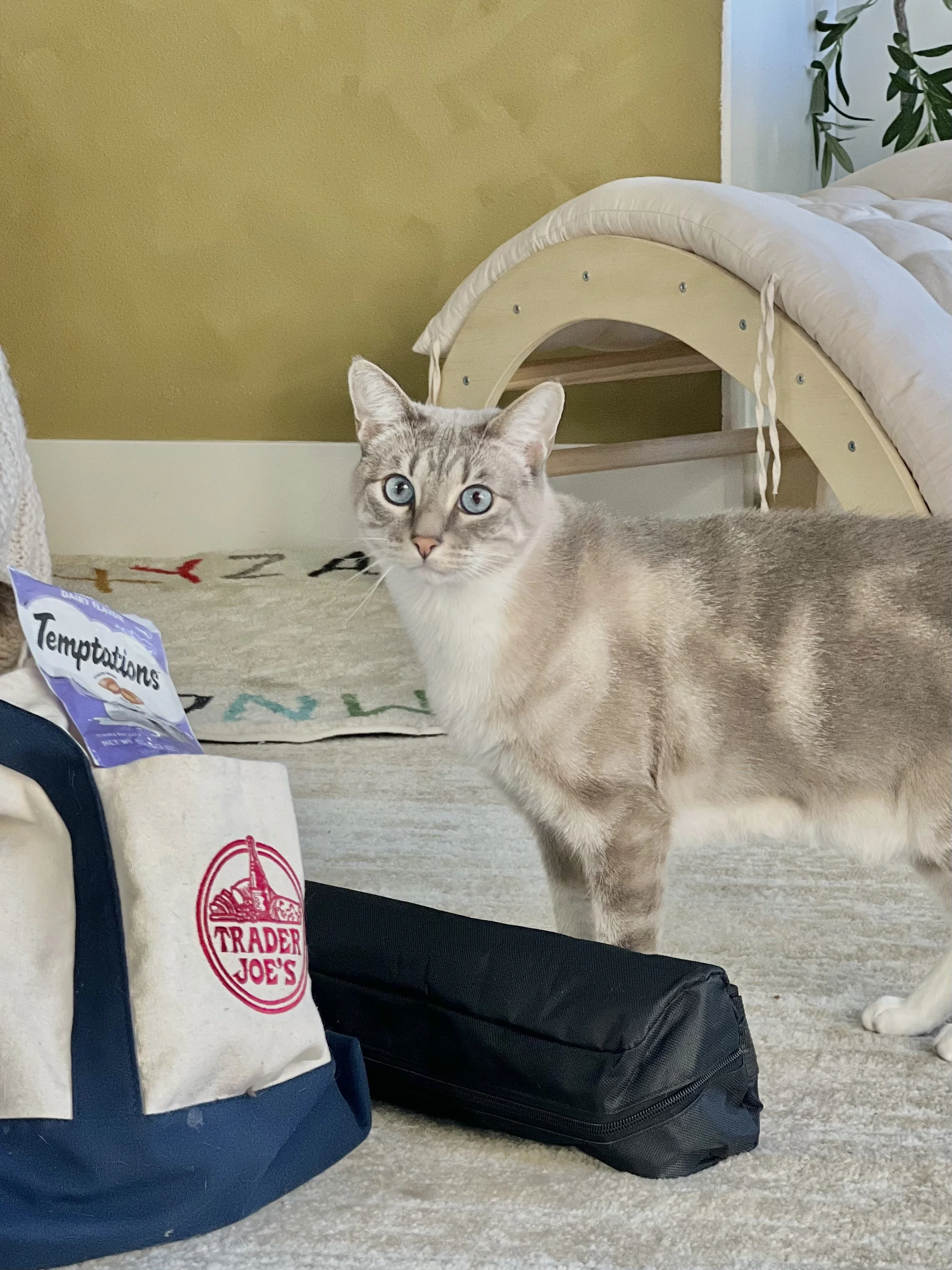 A light-colored cat with striking blue eyes standing on a carpeted floor, surrounded by a Trader Joe's shopping bag, a black zippered case, a pet bed, and a cat tree in the background.