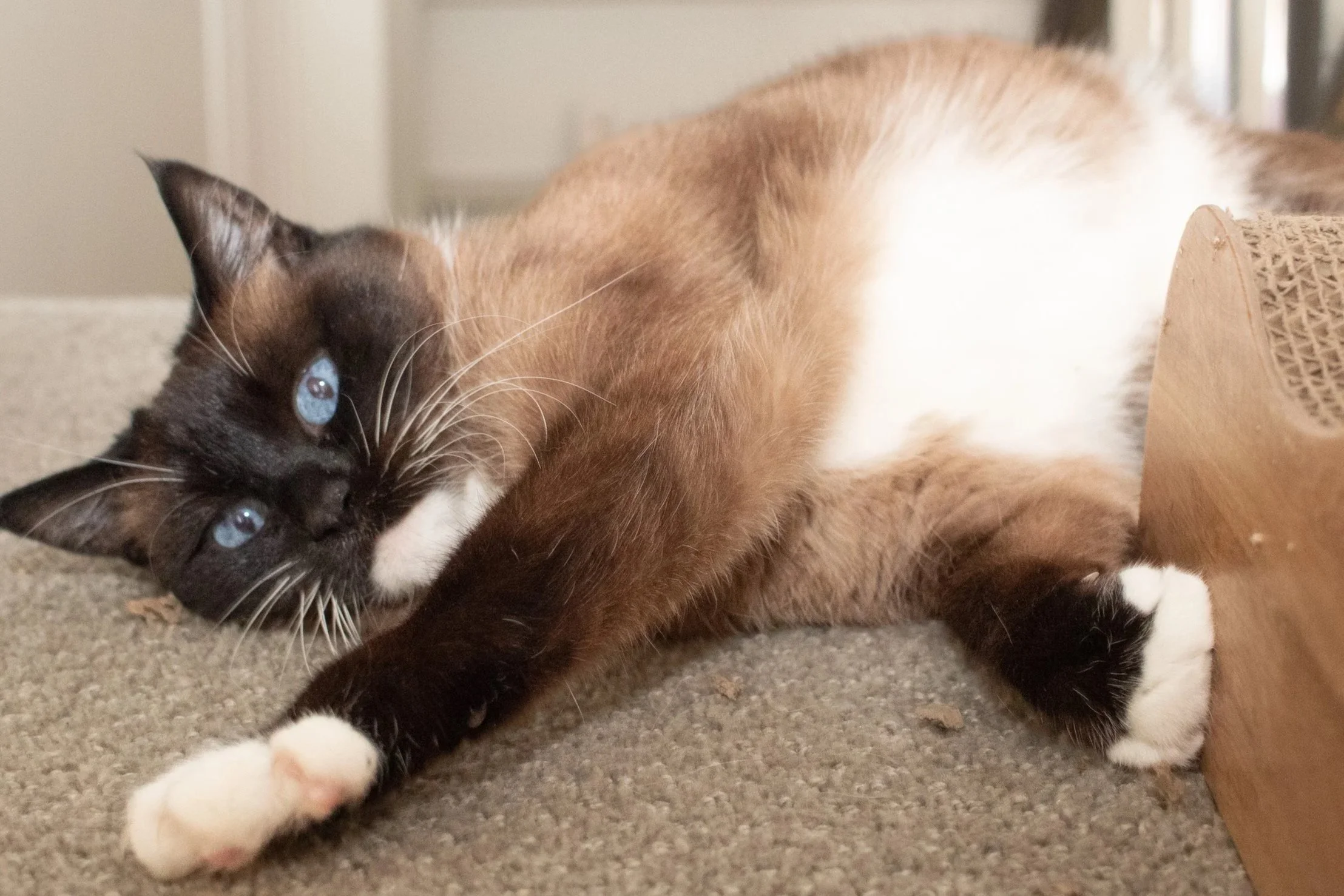 A Siamese cat lying on a carpeted floor, resting its head on the ground, with blue eyes and a cream and brown coat.