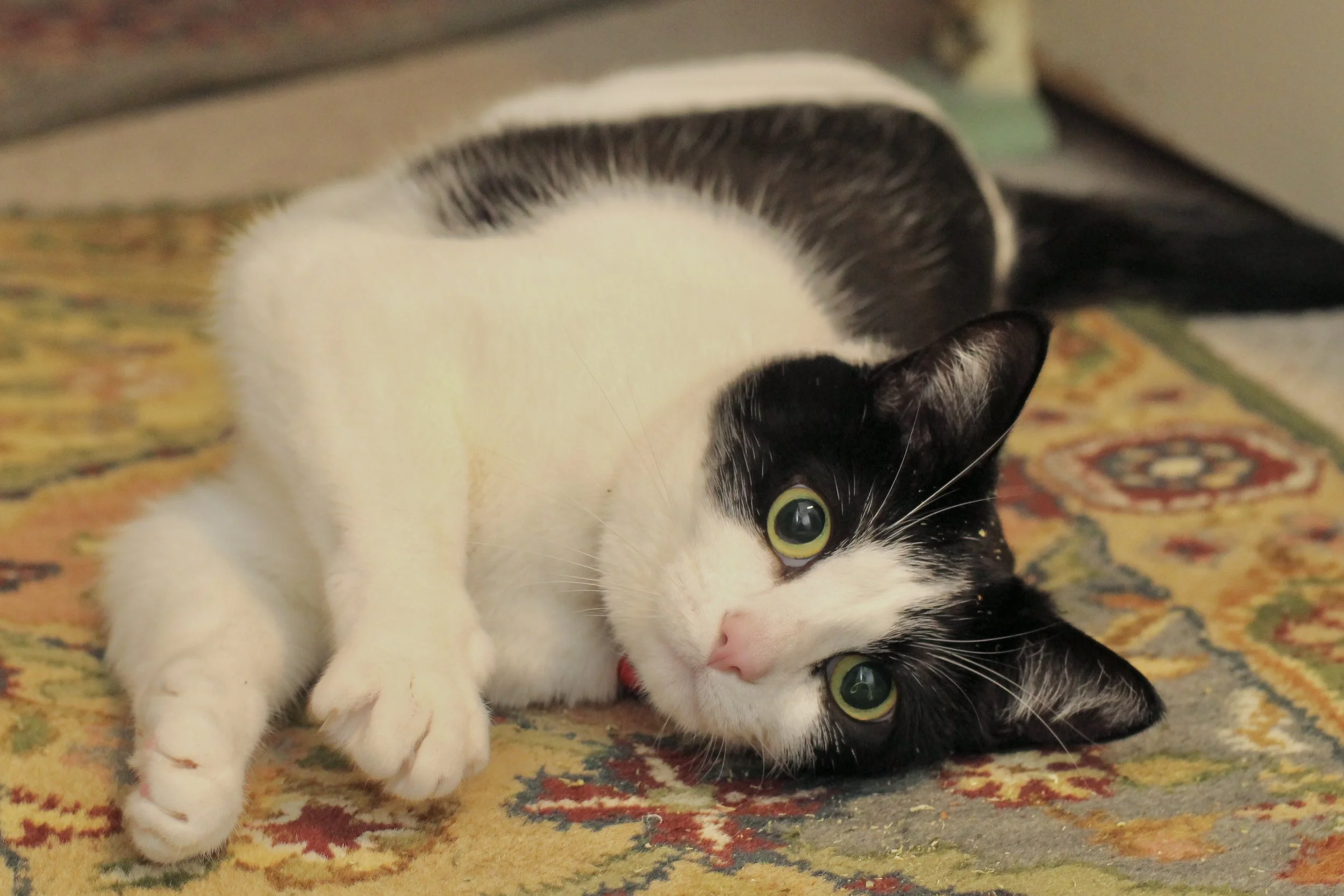 A black and white cat lying on its side on a colorful patterned rug, looking directly at the camera.
