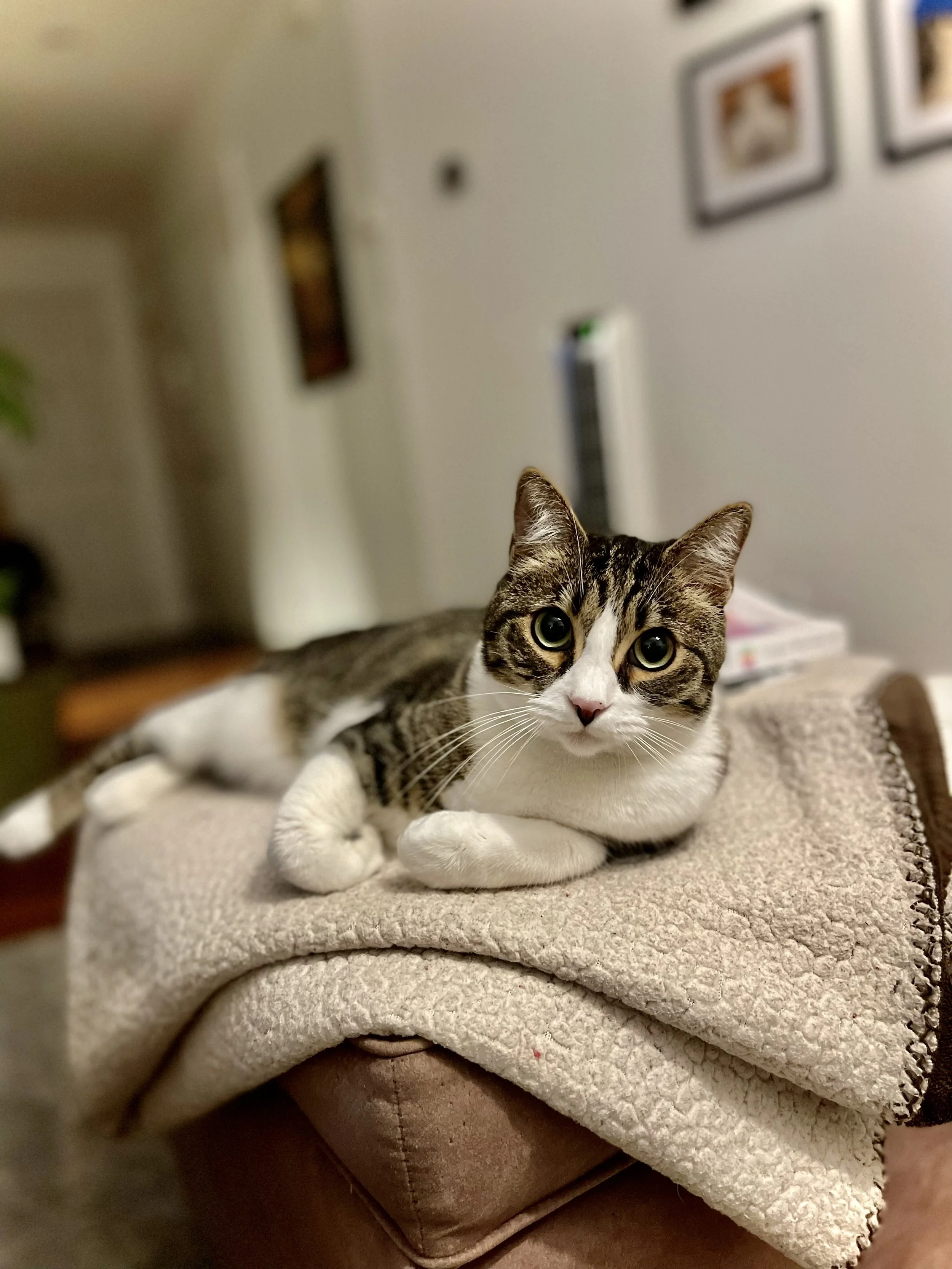 A tabby cat with white paws and face lying on a beige textured throw blanket on a sofa, looking directly at the camera with wide eyes in a cozy living room.