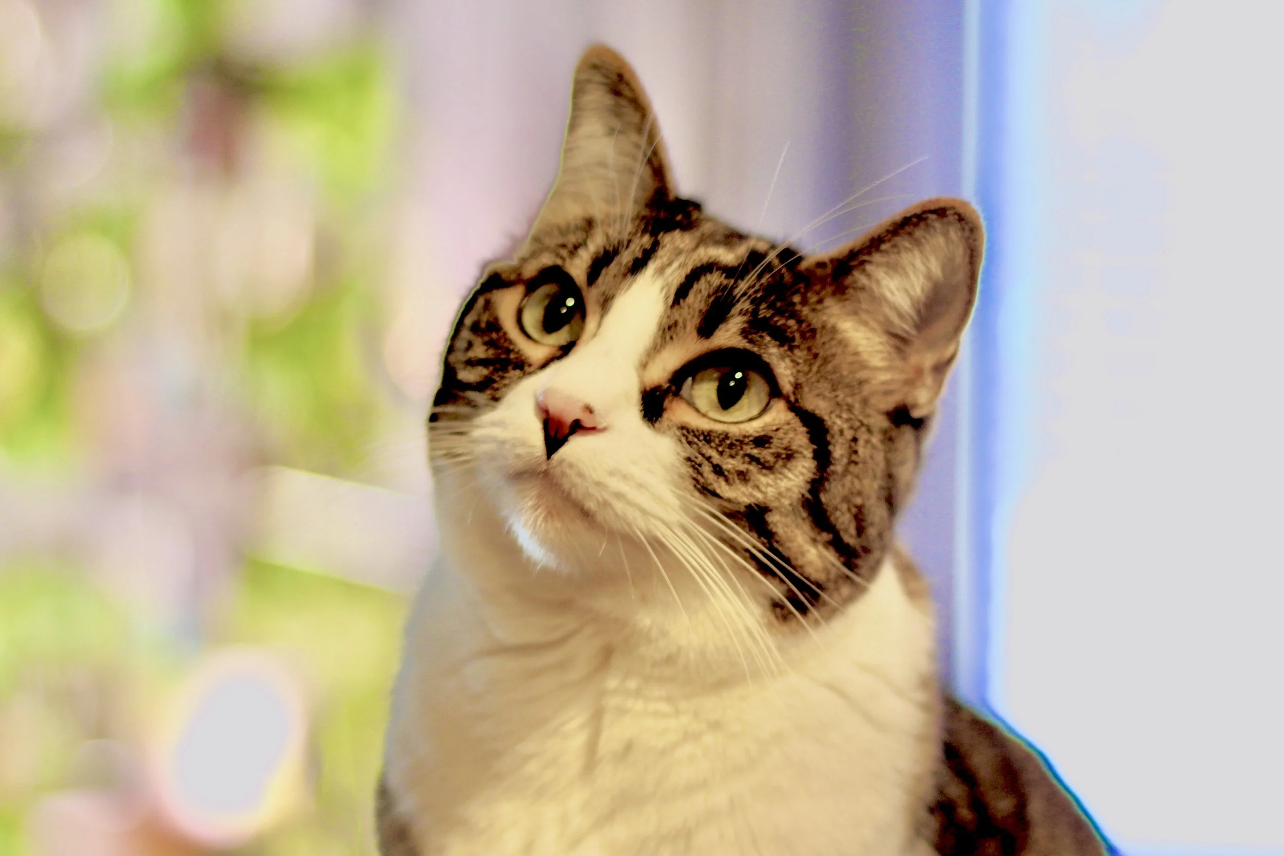 A close-up of a domestic short-haired cat with tabby markings, looking upward with green eyes, near a window with blurred outdoor greenery in the background.