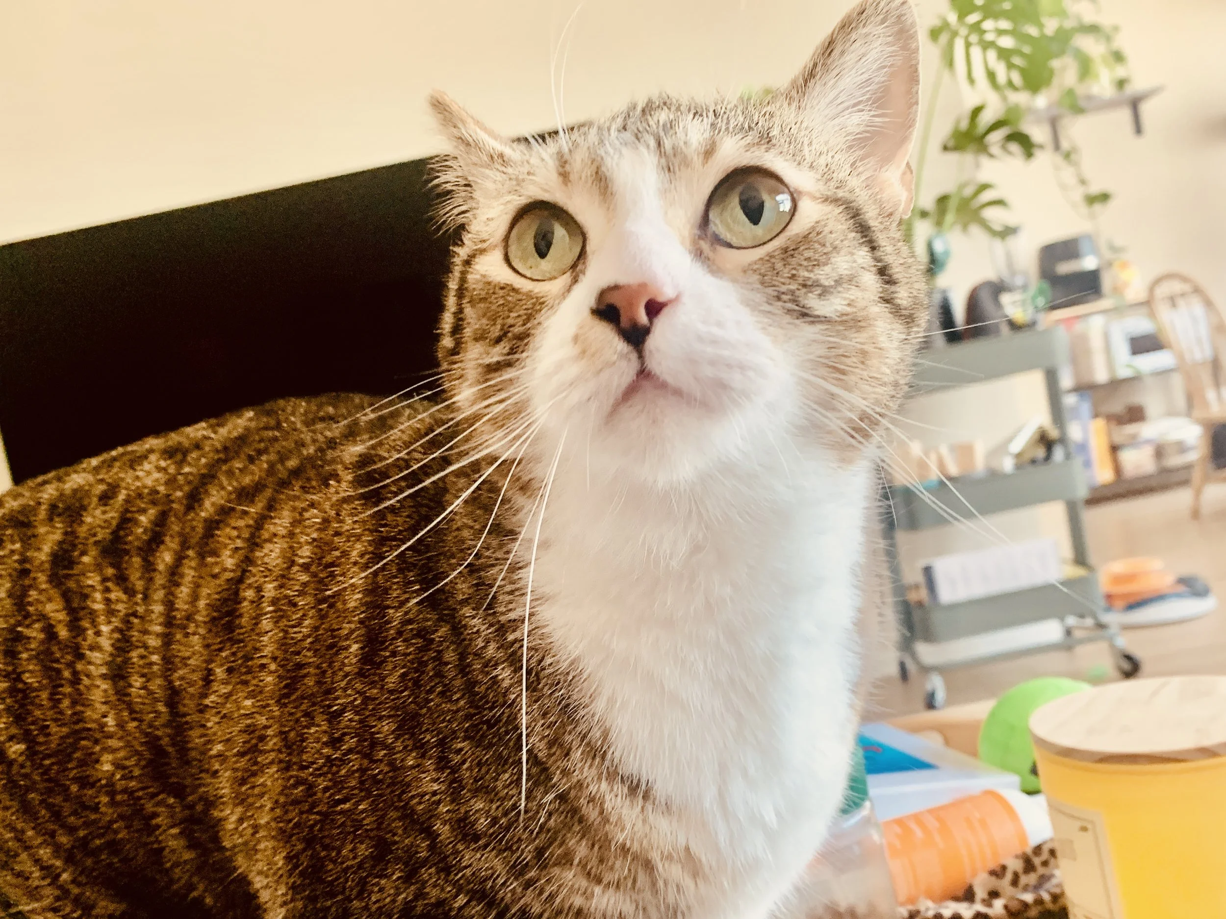 Close-up of a tabby and white cat looking upward indoors with a blurred background of furniture and plants.
