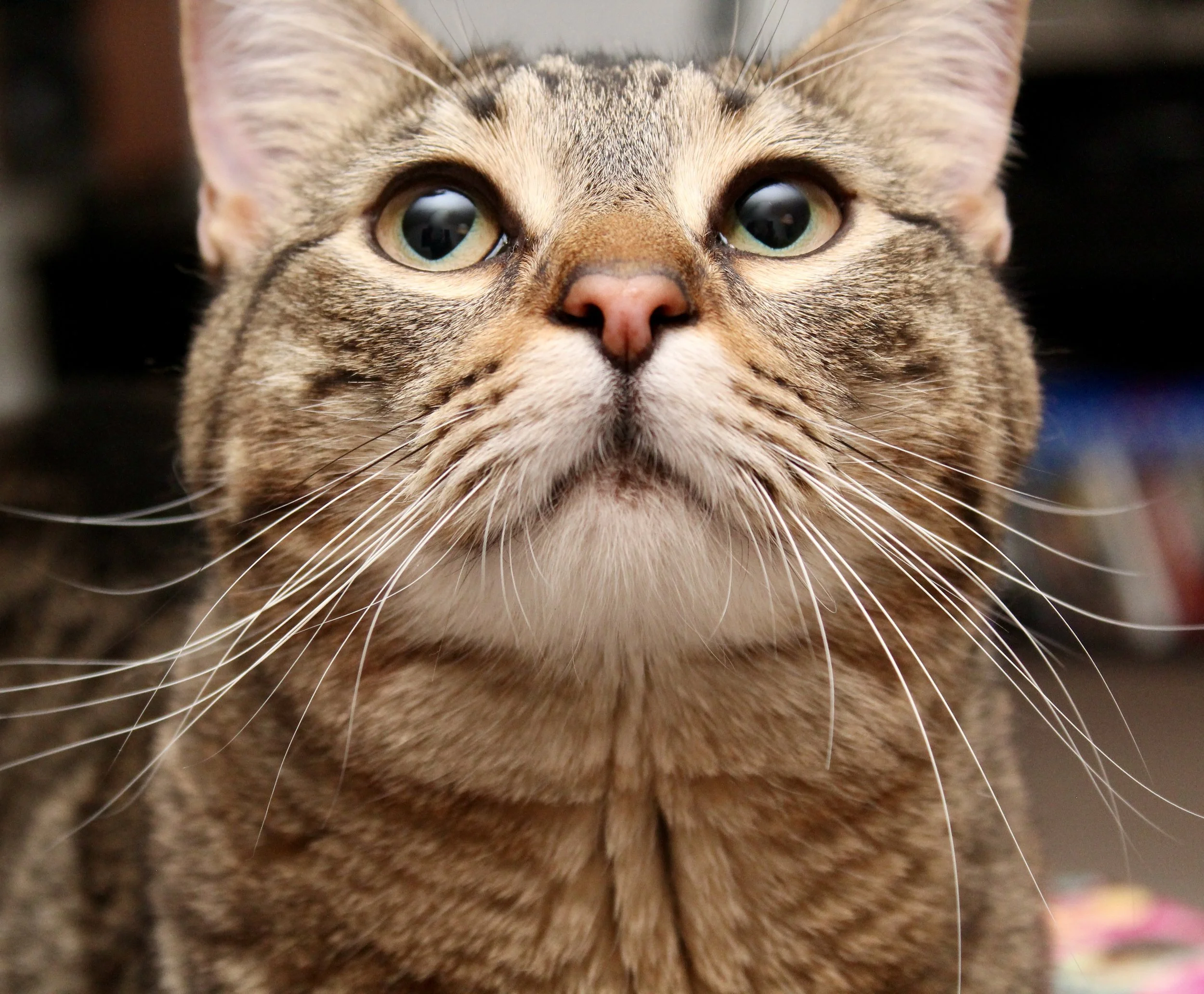 Close-up of a tabby cat's face with green eyes, pink nose, and whiskers.