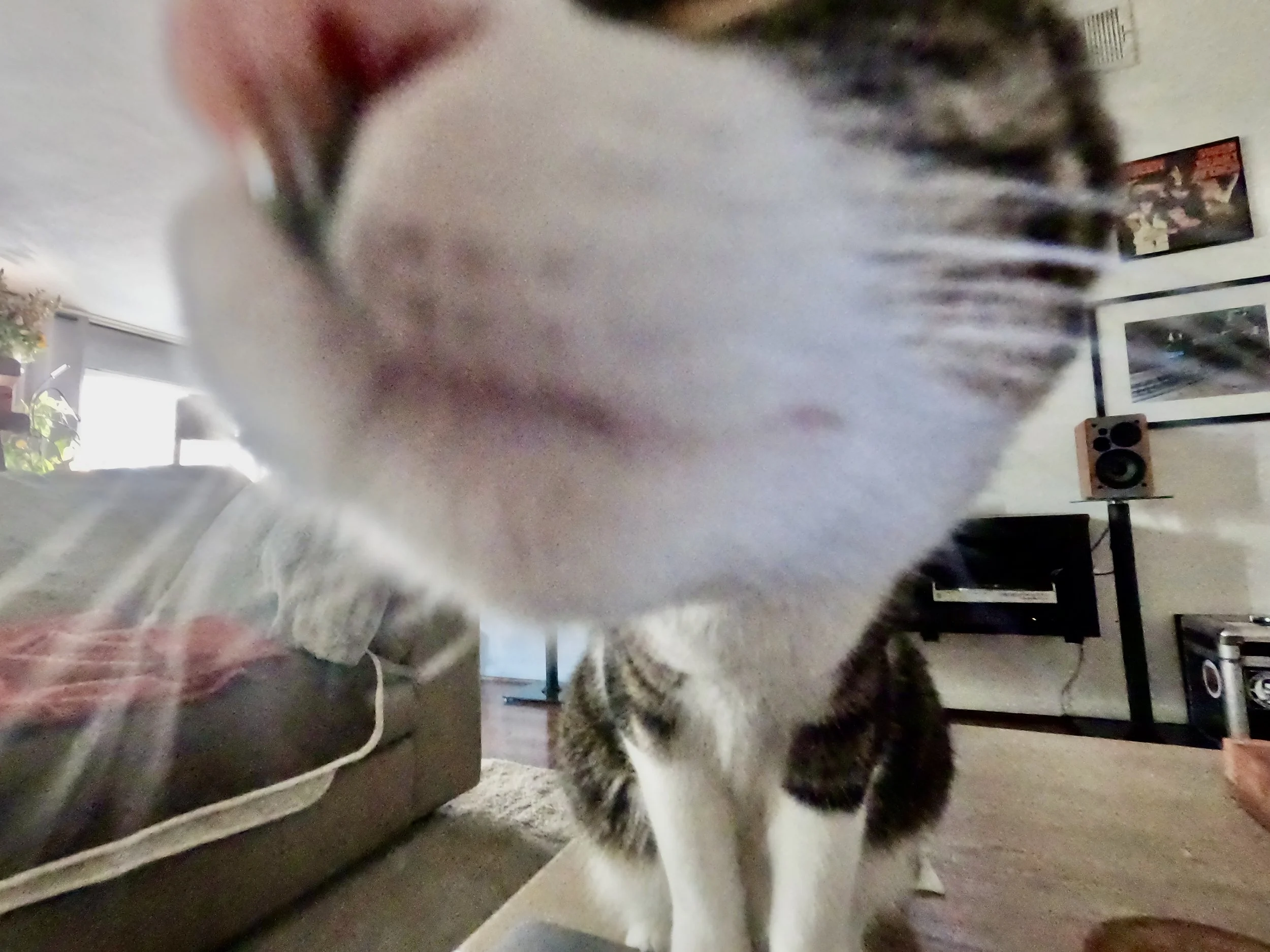 Close-up of a cat's nose and face as the camera is very close, with the cat's body and a person sitting on a couch visible in the background.