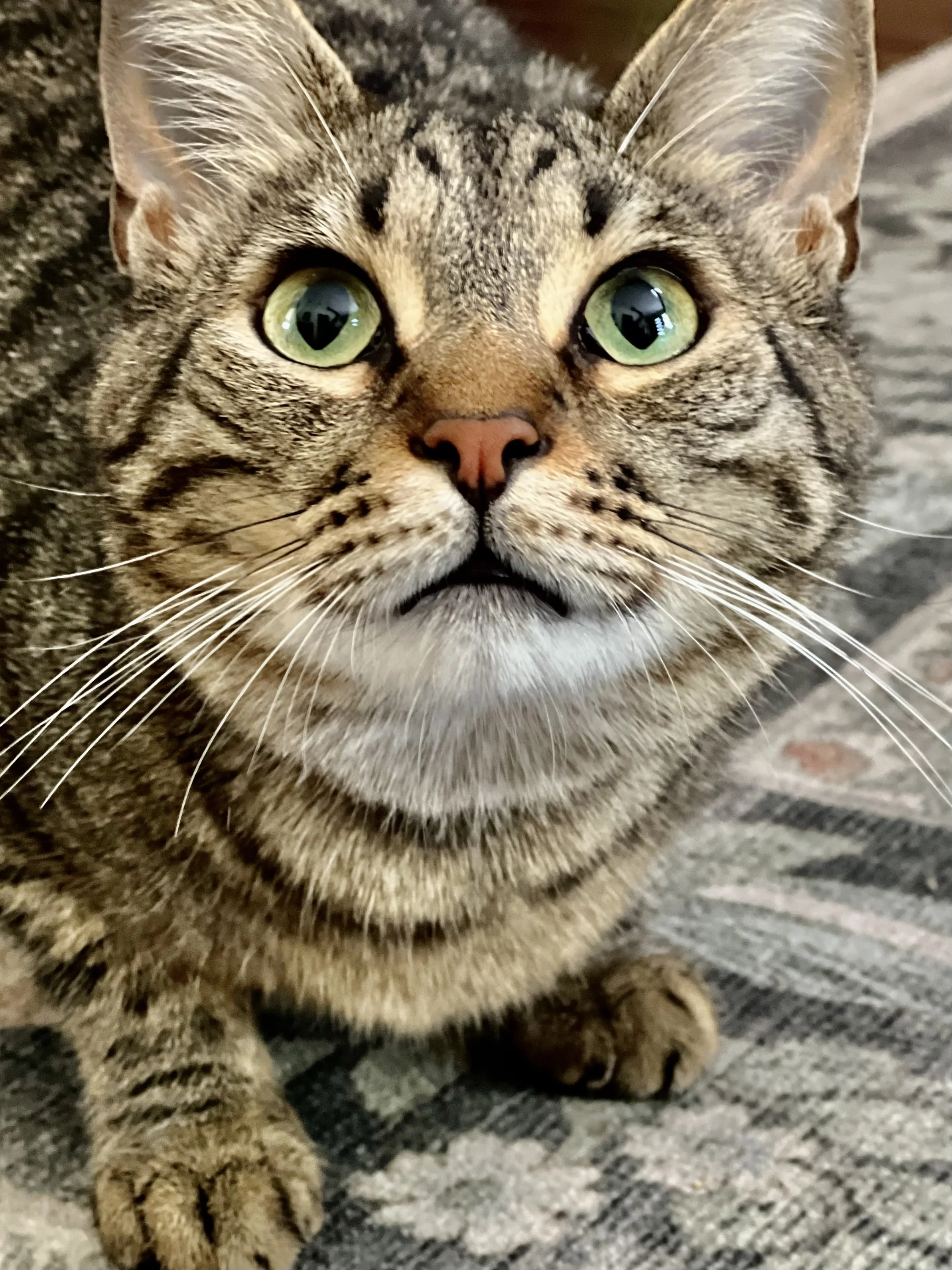 Close-up of a tabby cat with green eyes and a pink nose, sitting on a patterned fabric surface.