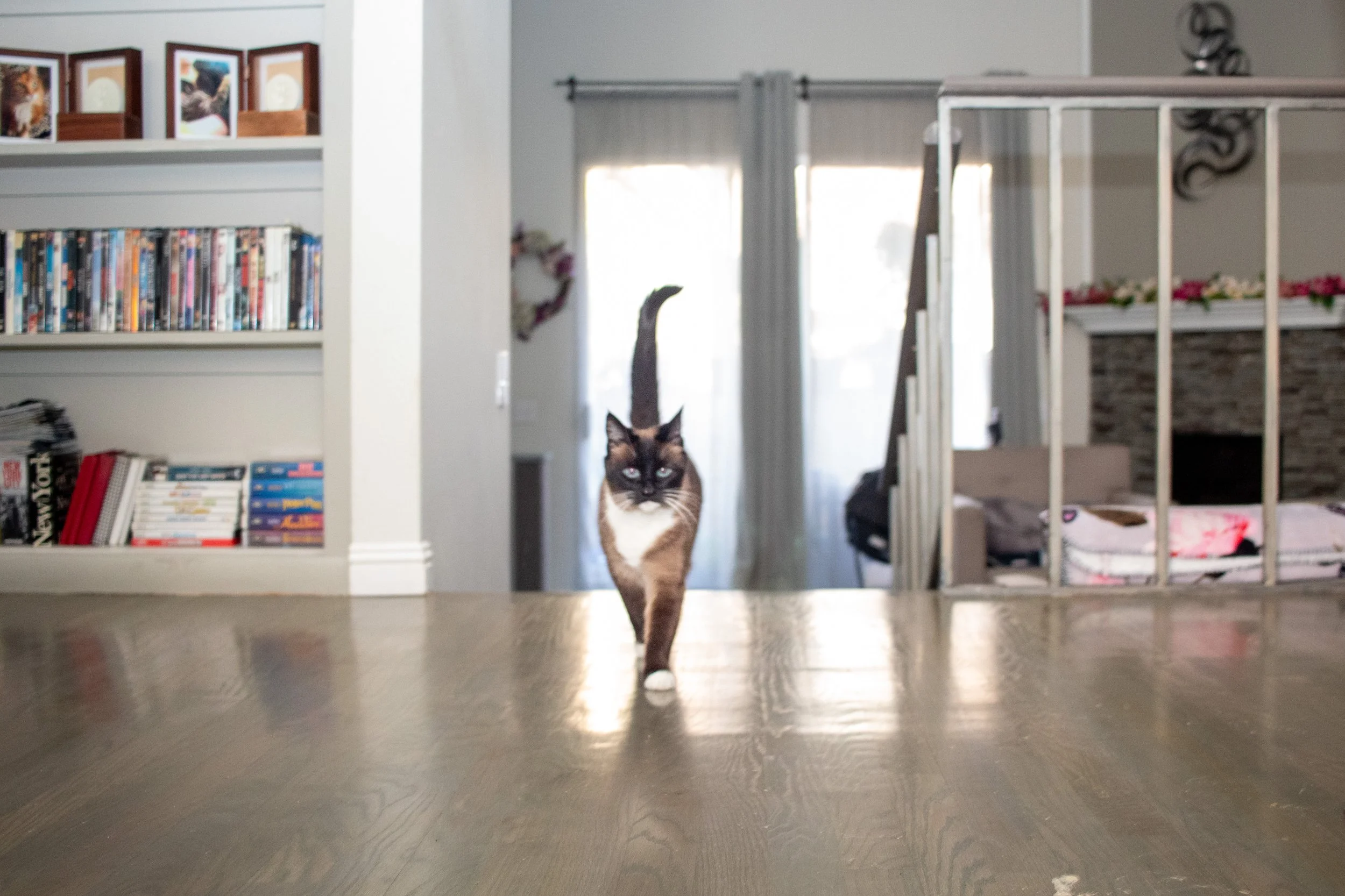A Siamese cat walking towards the camera on a wooden floor inside a house with white walls, bookshelves, and a staircase.