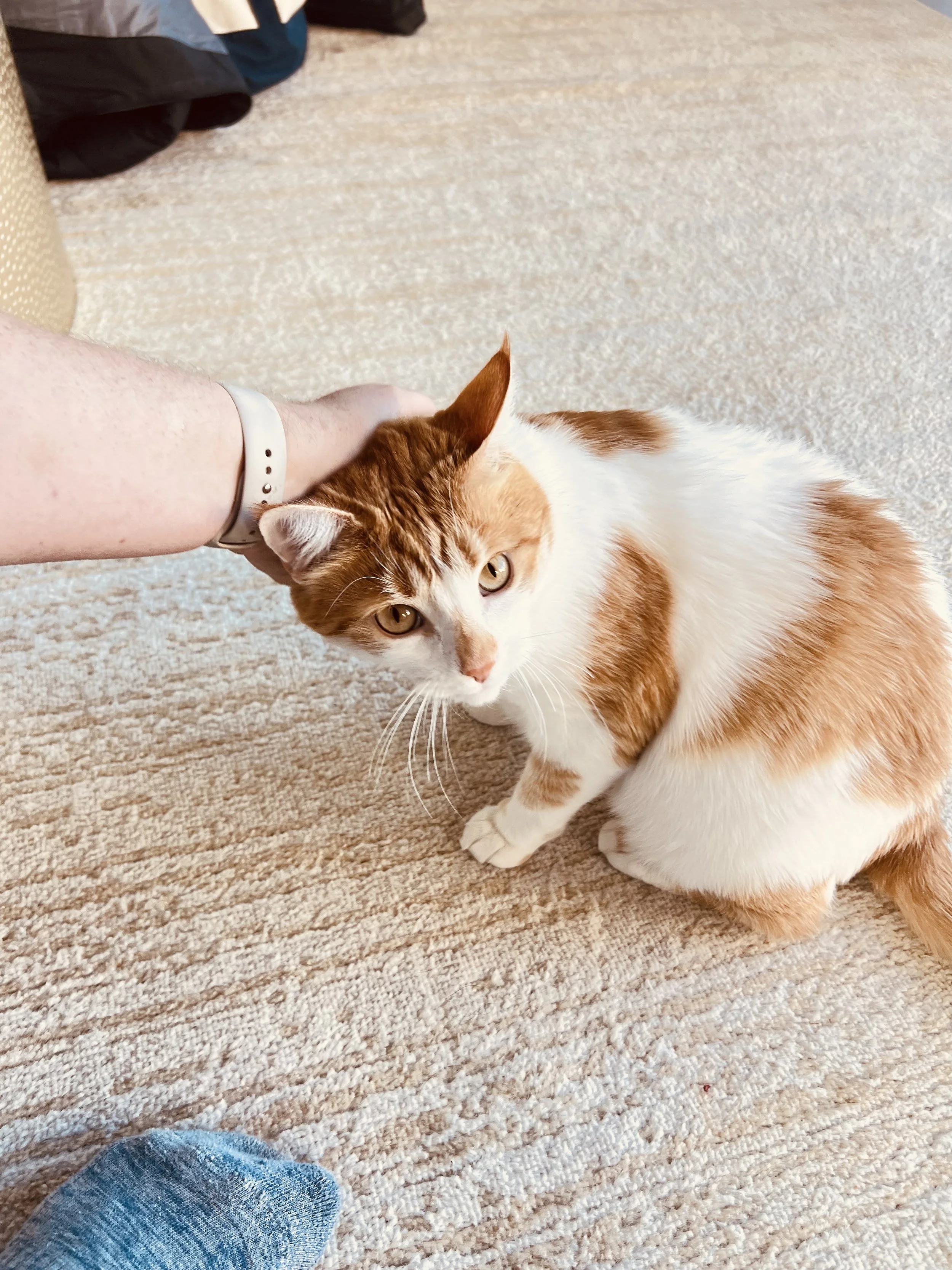 A person petting an orange and white cat on a beige carpeted floor.