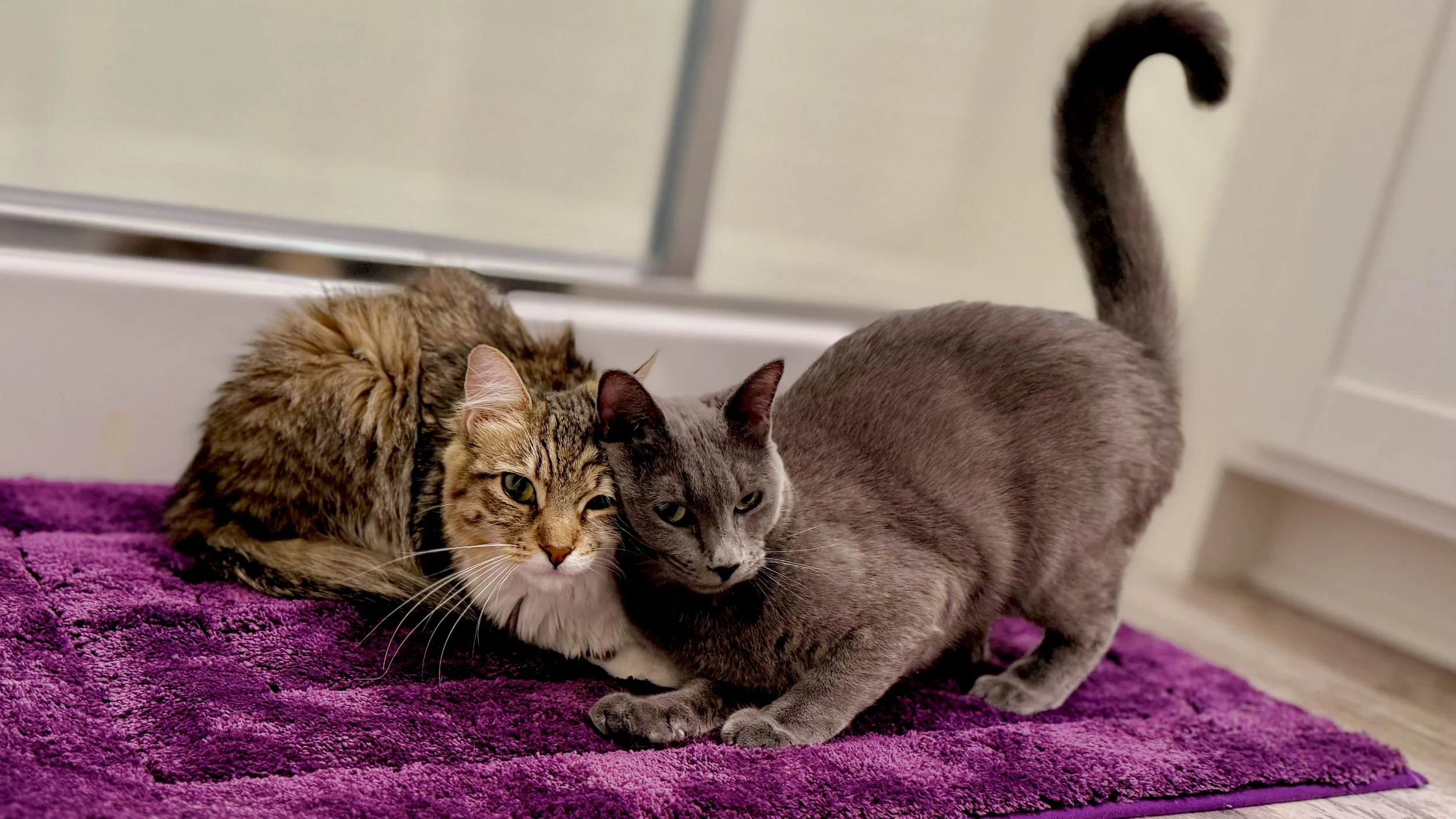 Two cats lying on a purple rug in front of a white wall. One is a tabby with orange and black fur, the other is a solid gray. The gray cat appears to be nuzzling the tabby.