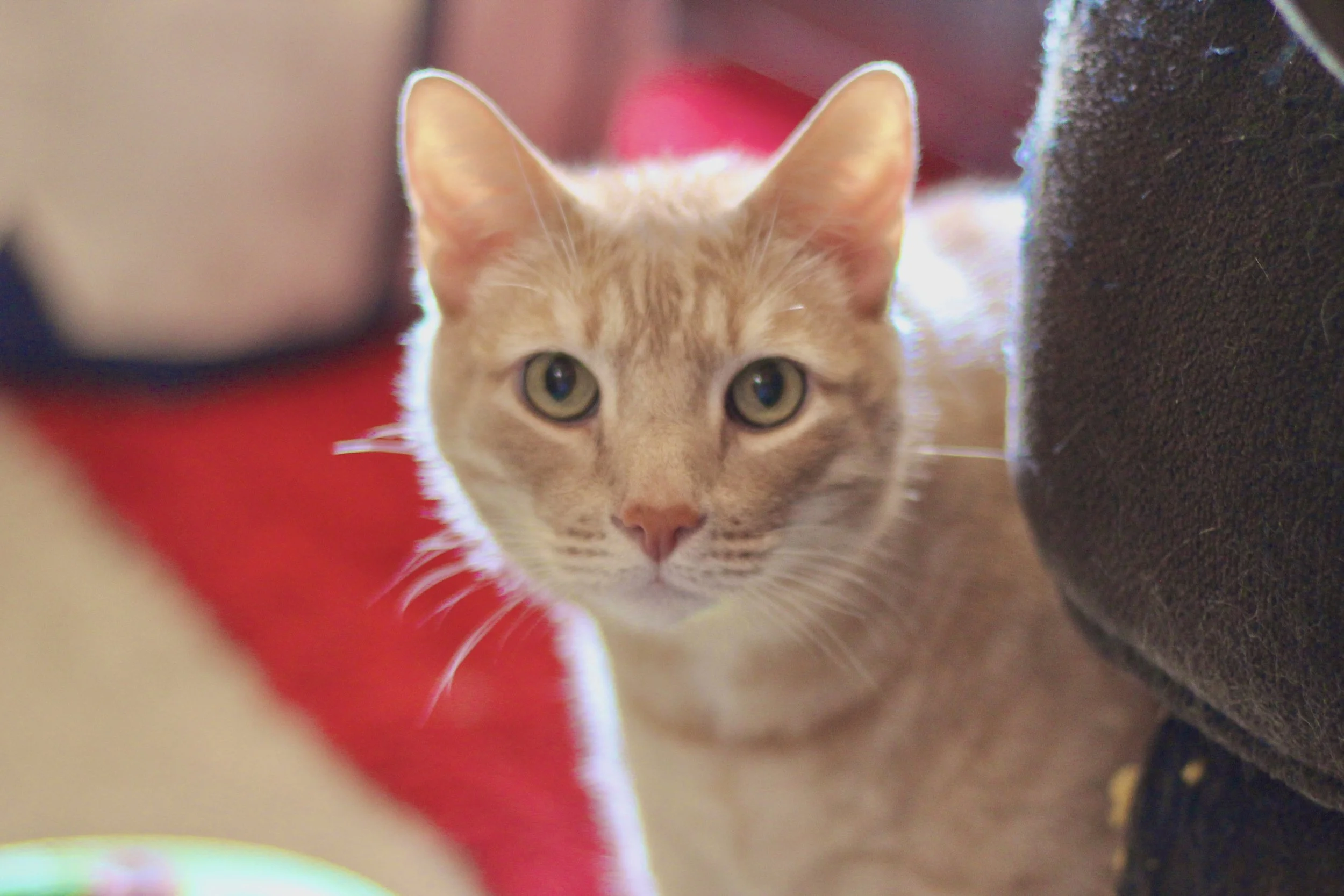Close-up of a tan tabby cat with green eyes, looking directly at the camera, surrounded by a blurred indoor background.