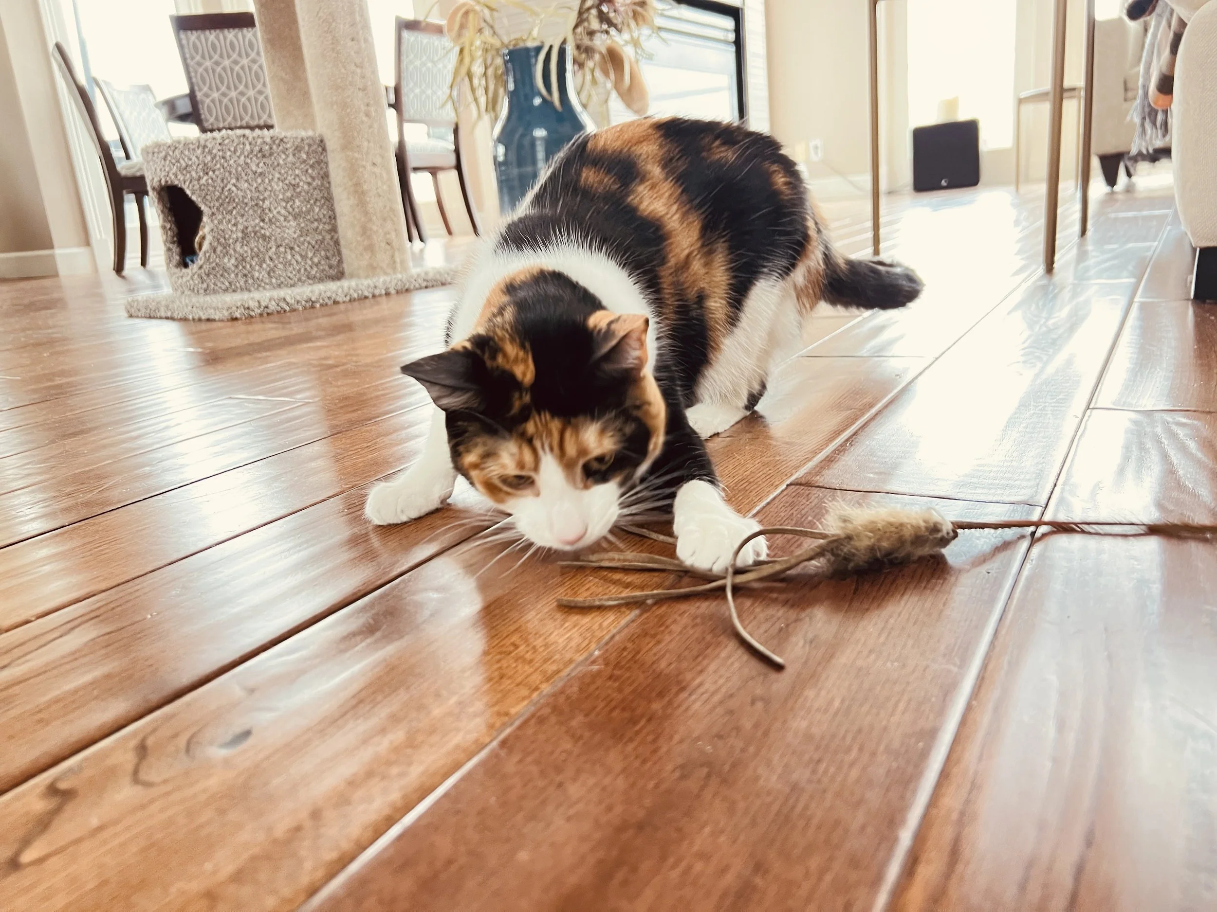 A calico cat playing with a toy on a wooden floor in a living room.
