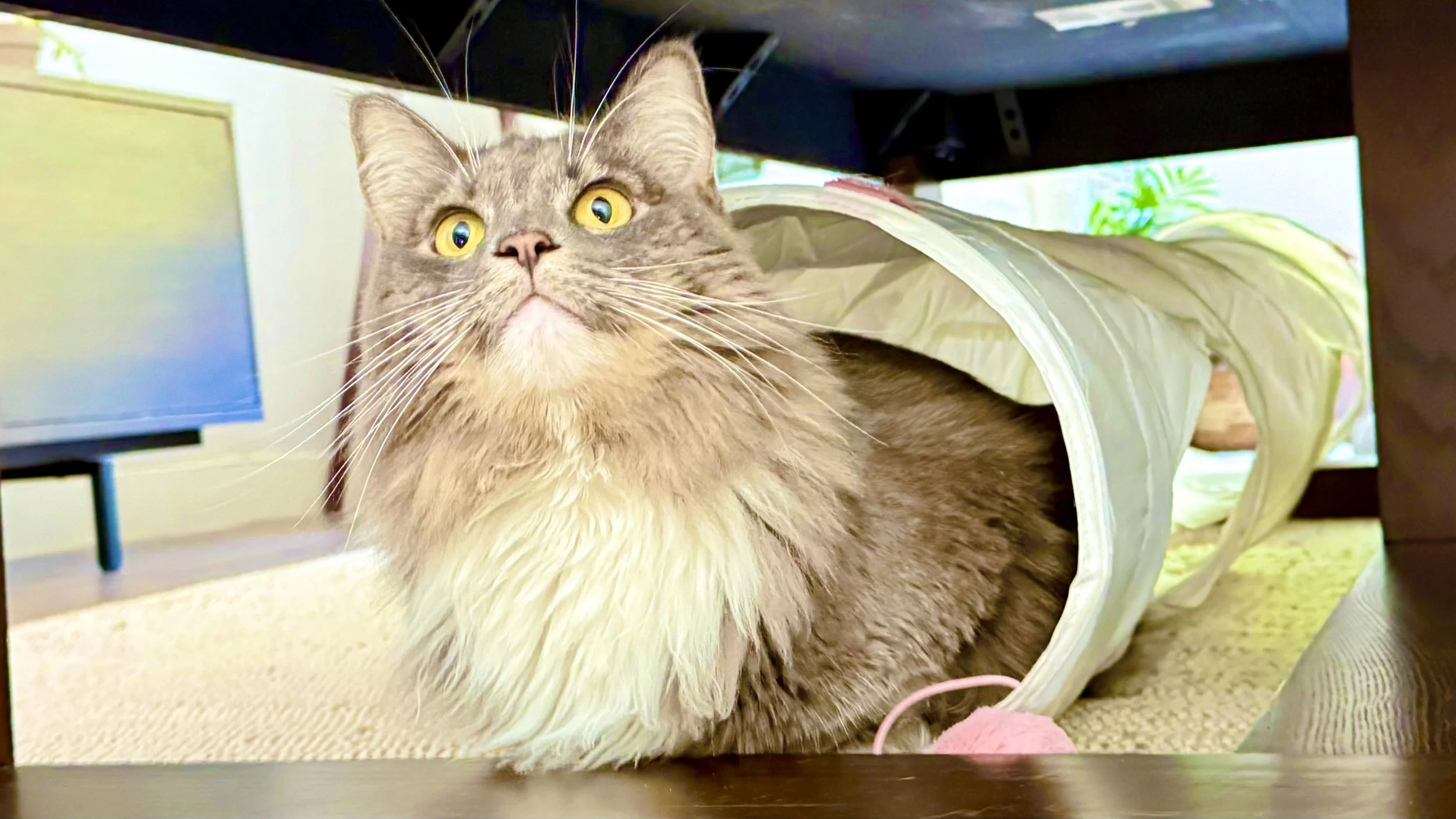 A long-haired gray cat with yellow eyes emerging from a tunnel toy, with a green plant and a TV visible in the background.