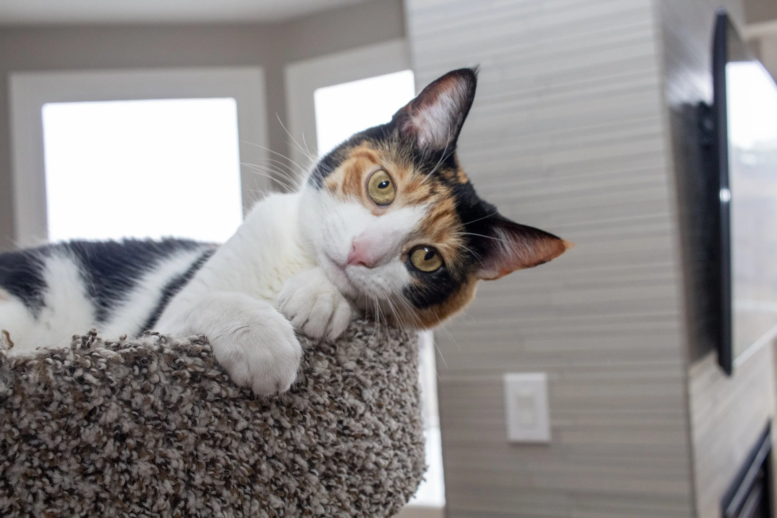 A calico cat with yellow eyes resting on a carpeted cat tree.
