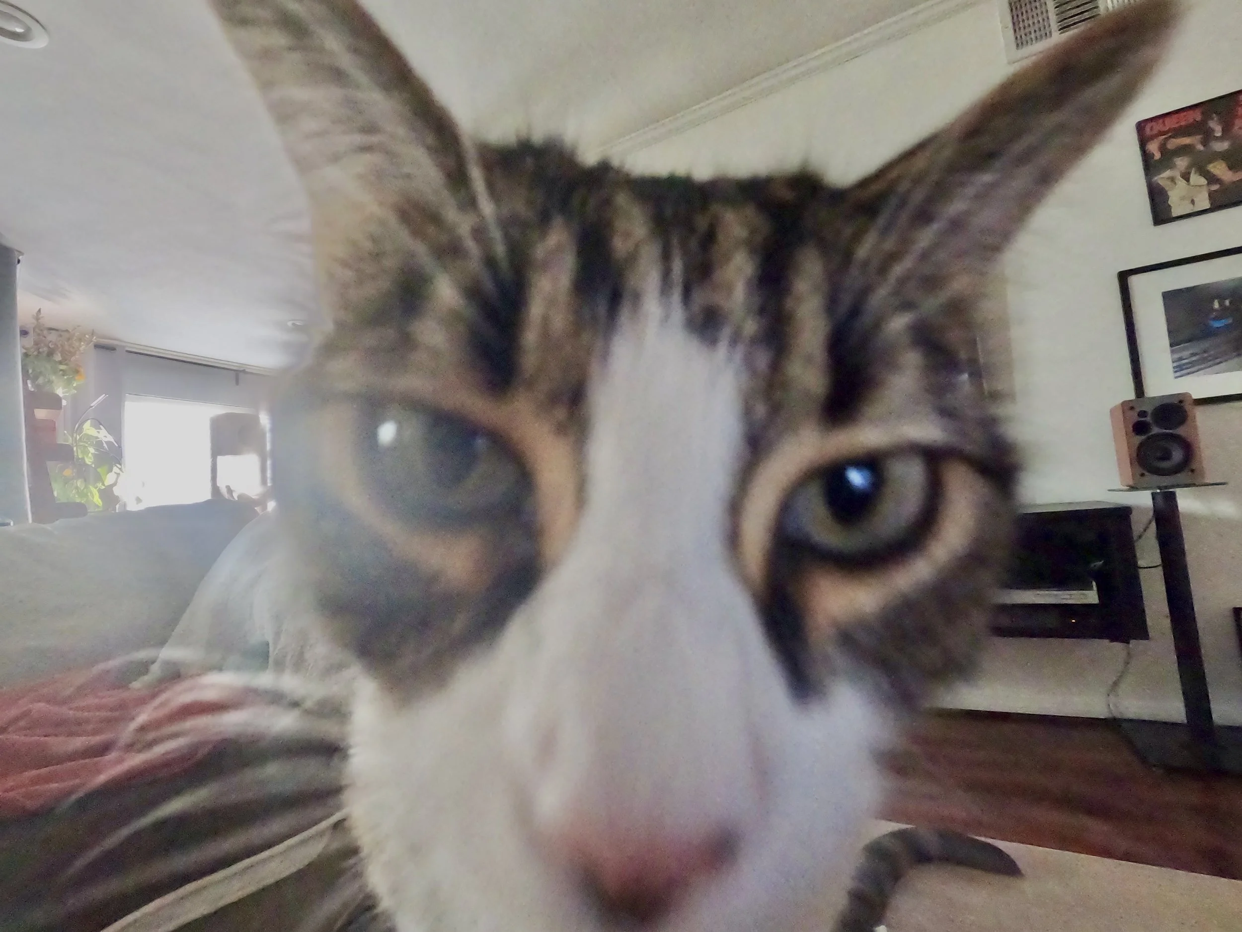 Close-up photo of a tabby cat with green eyes, appearing curious and sniffing or inspecting the camera or lens, with a blurred living room background.