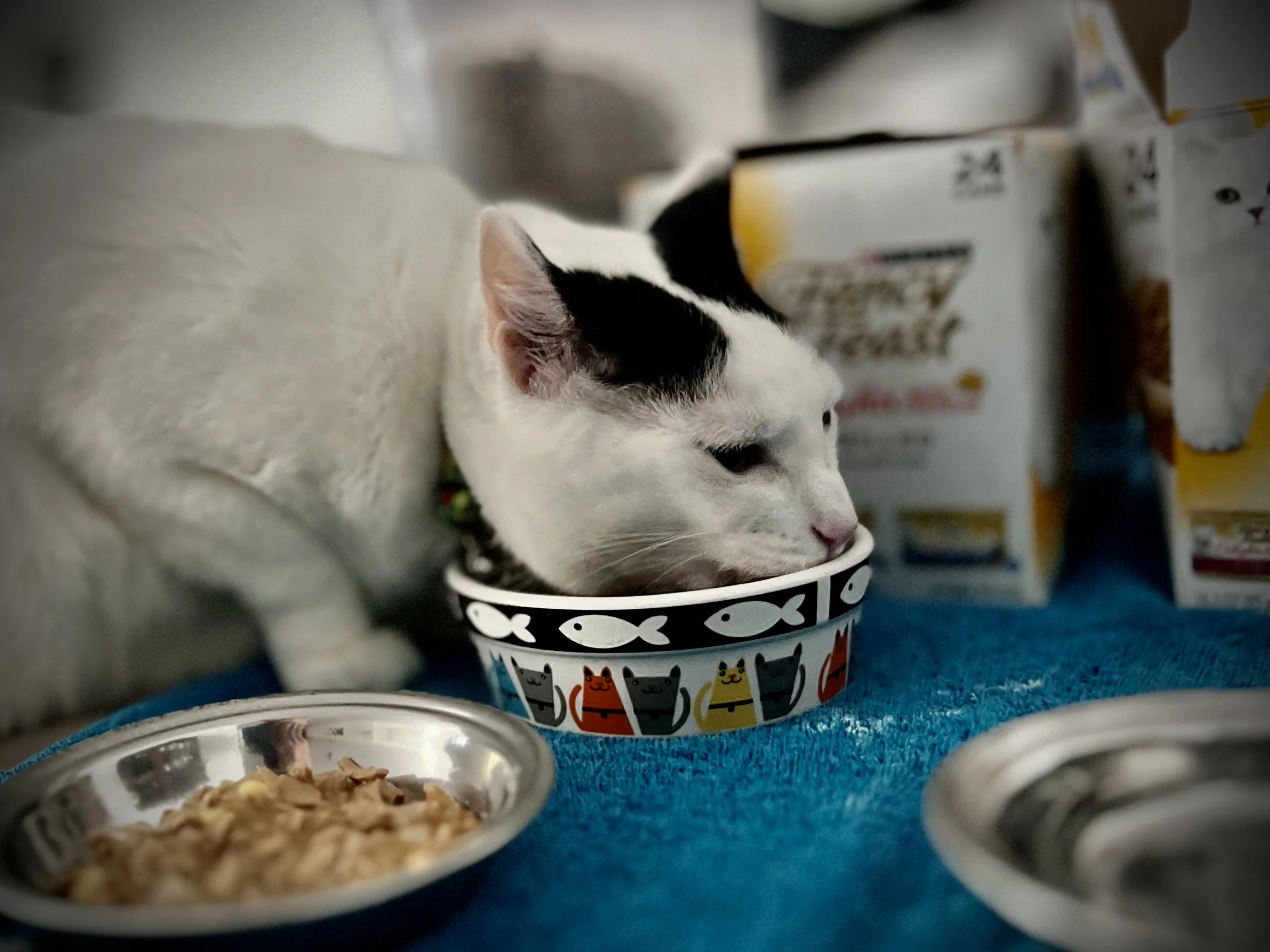 A white cat with black markings eating from a patterned bowl of food, surrounded by other bowls and boxes of cat food.