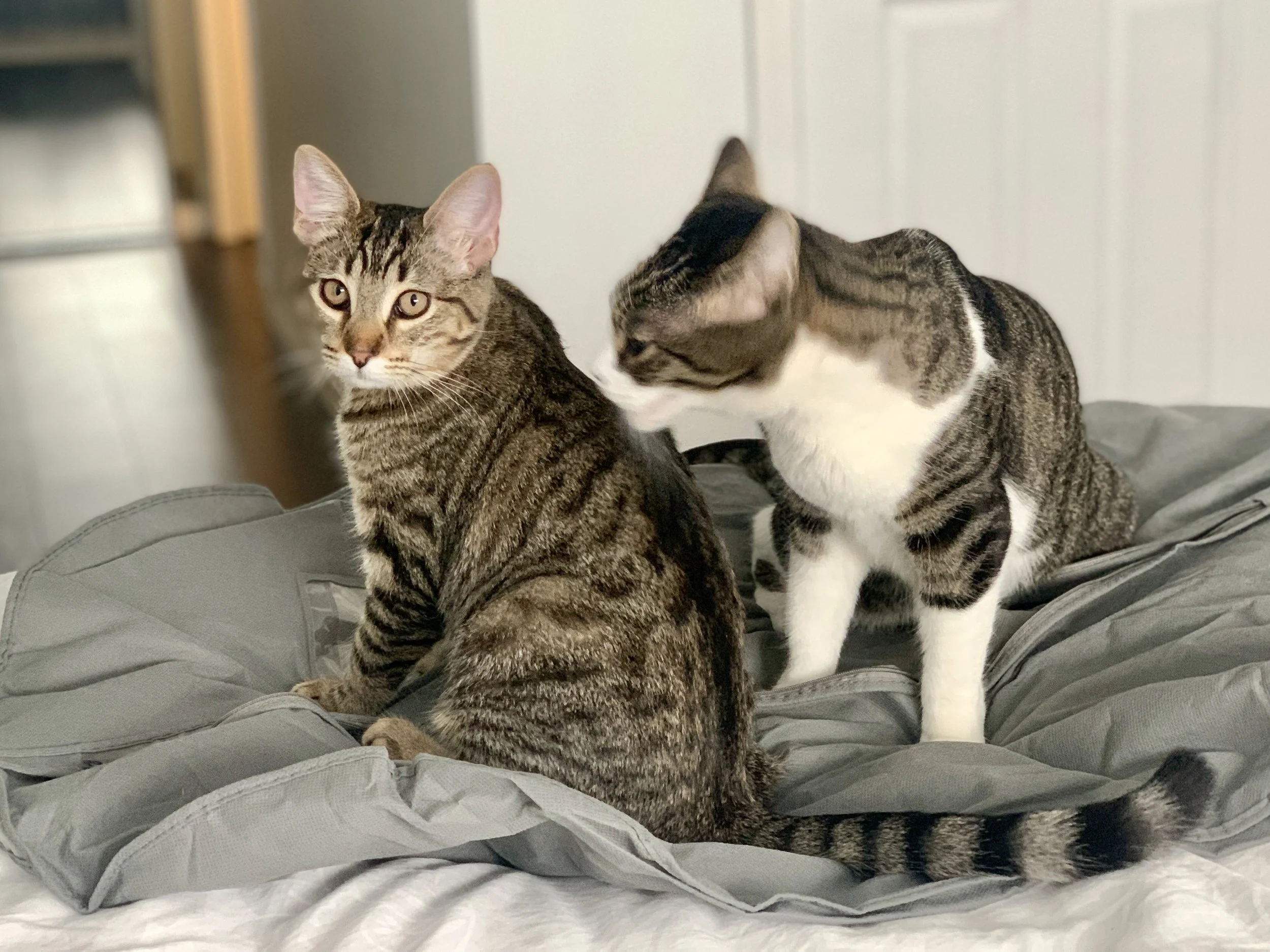 Two tabby cats sitting on a gray fabric surface, one looking forward with alert eyes, the other turning its head to the side, in a cozy indoor setting.